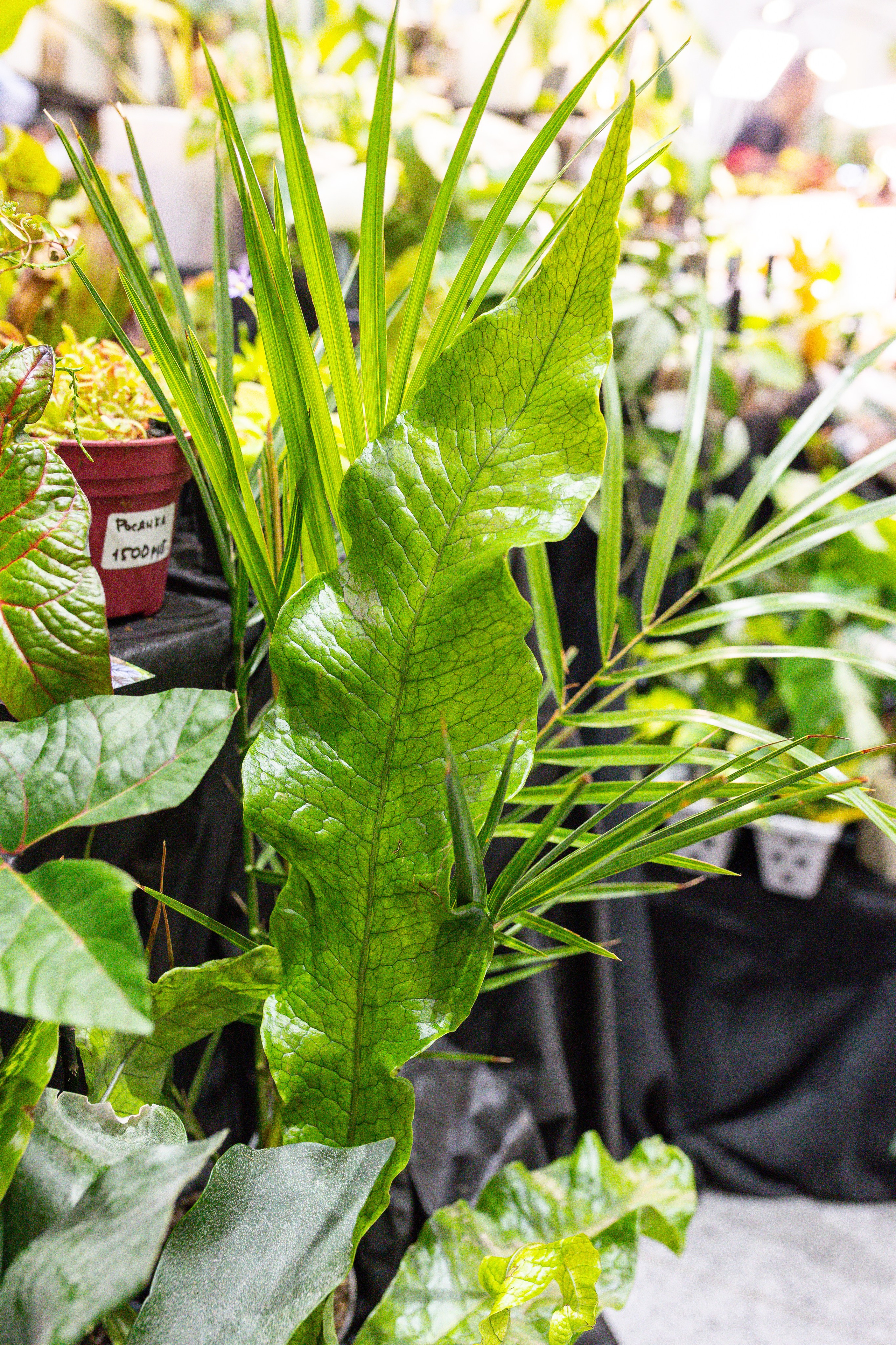 Монстериум 11–12 октября. Александра Куликова фотограф, Москва