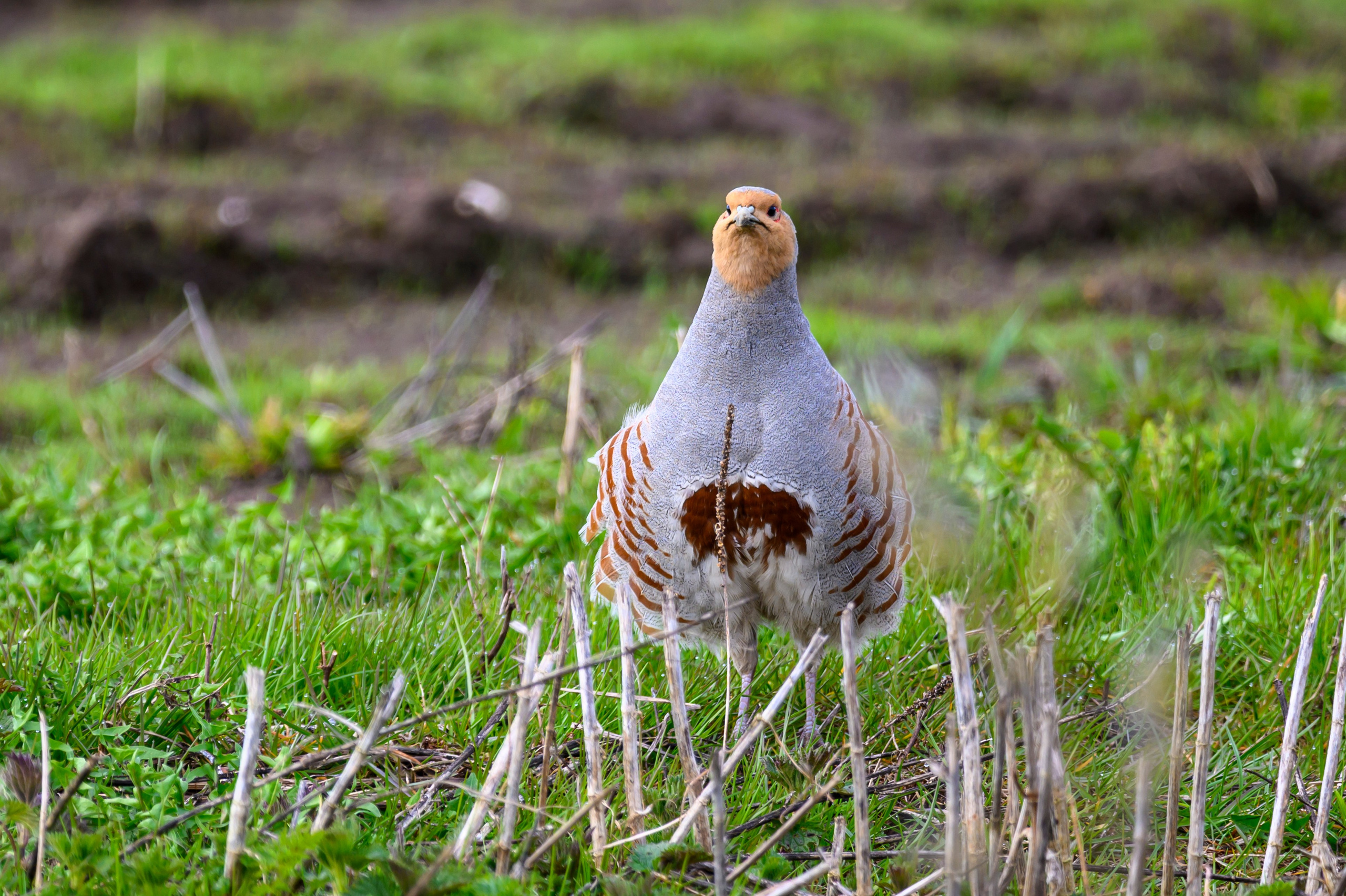 Куропатки. Wildlife photography by Sergey Puponin