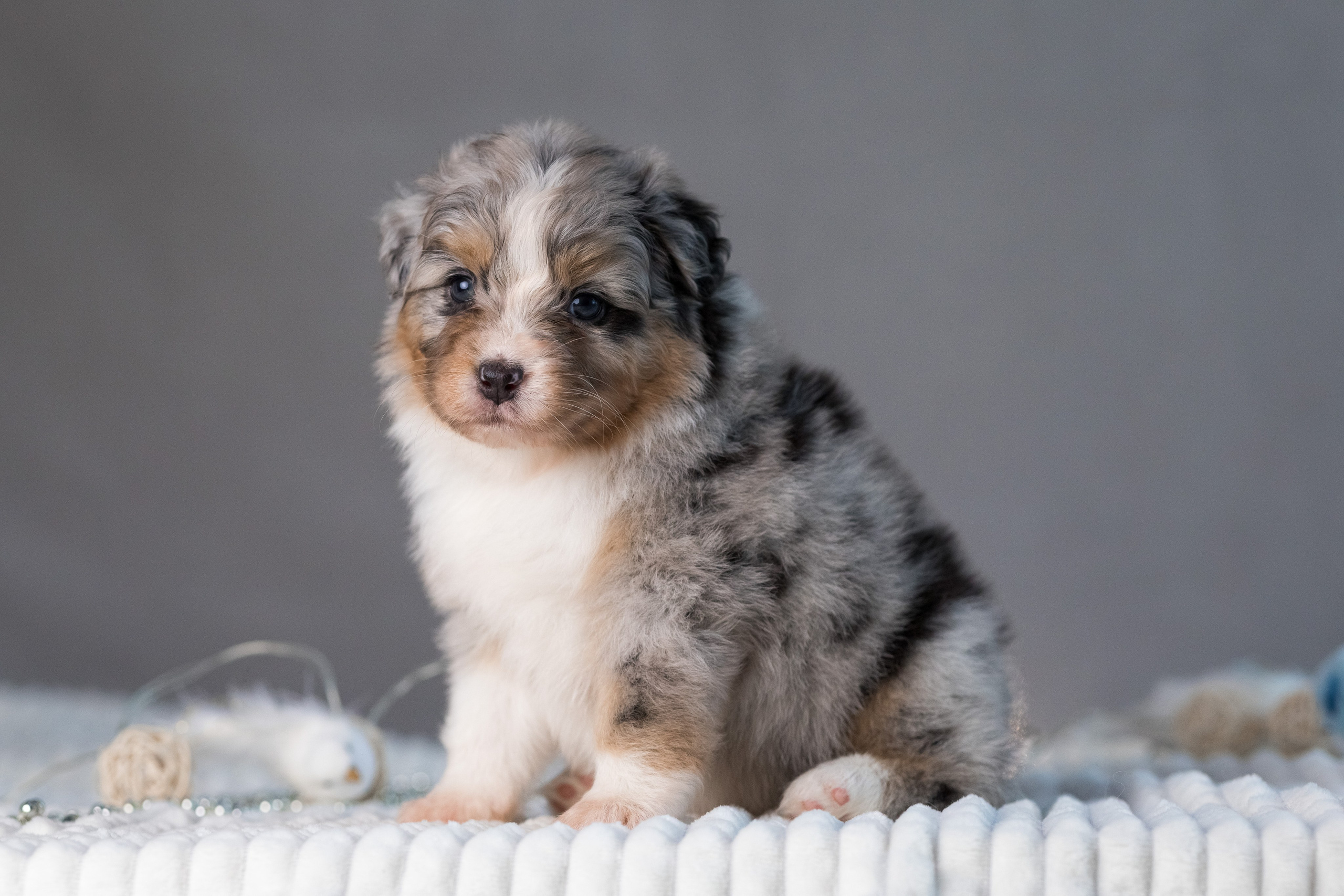 Щенки. Фотограф Яна Матвеева в Ижевске