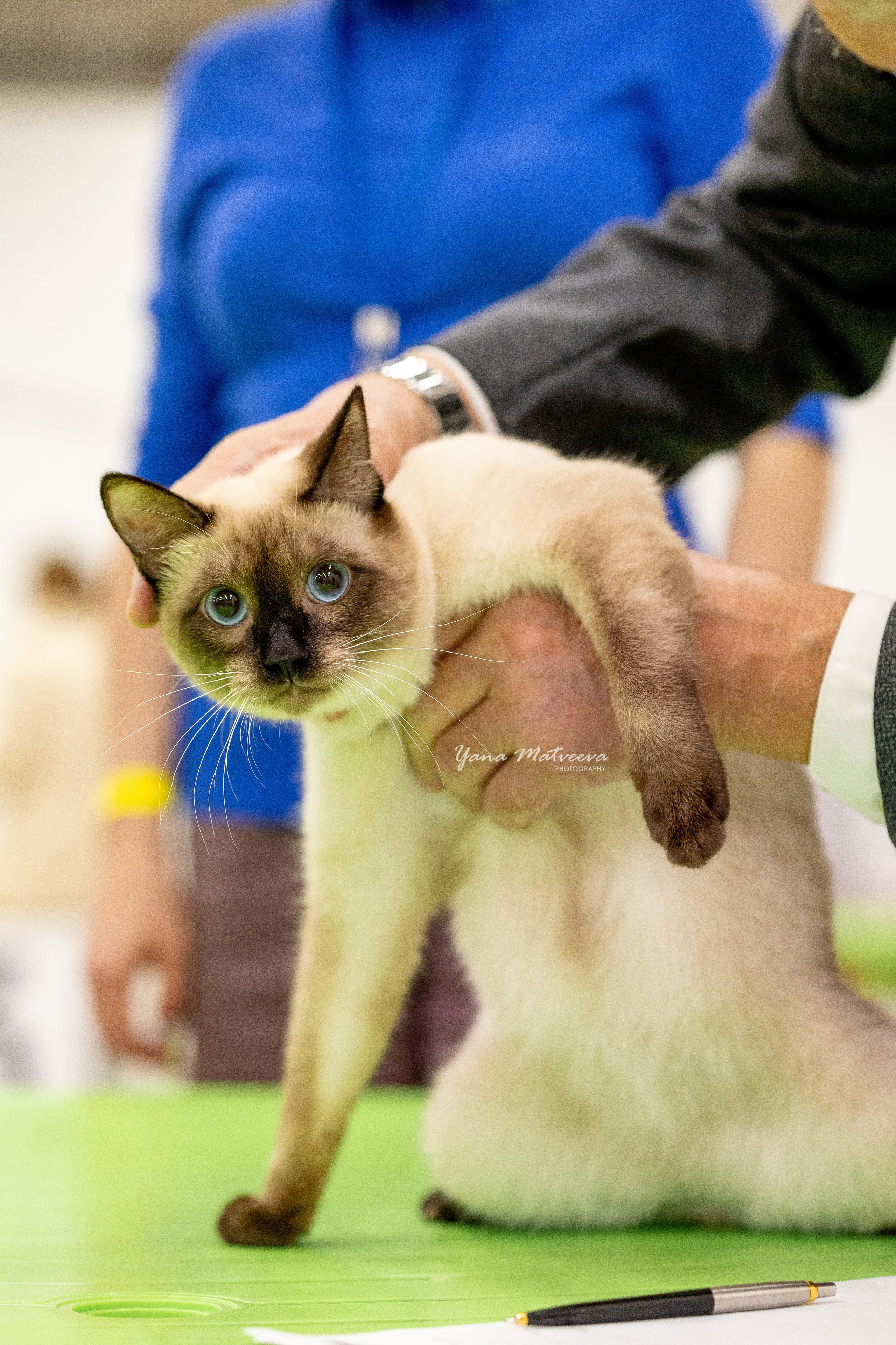 Кошки. Фотограф Яна Матвеева в Ижевске