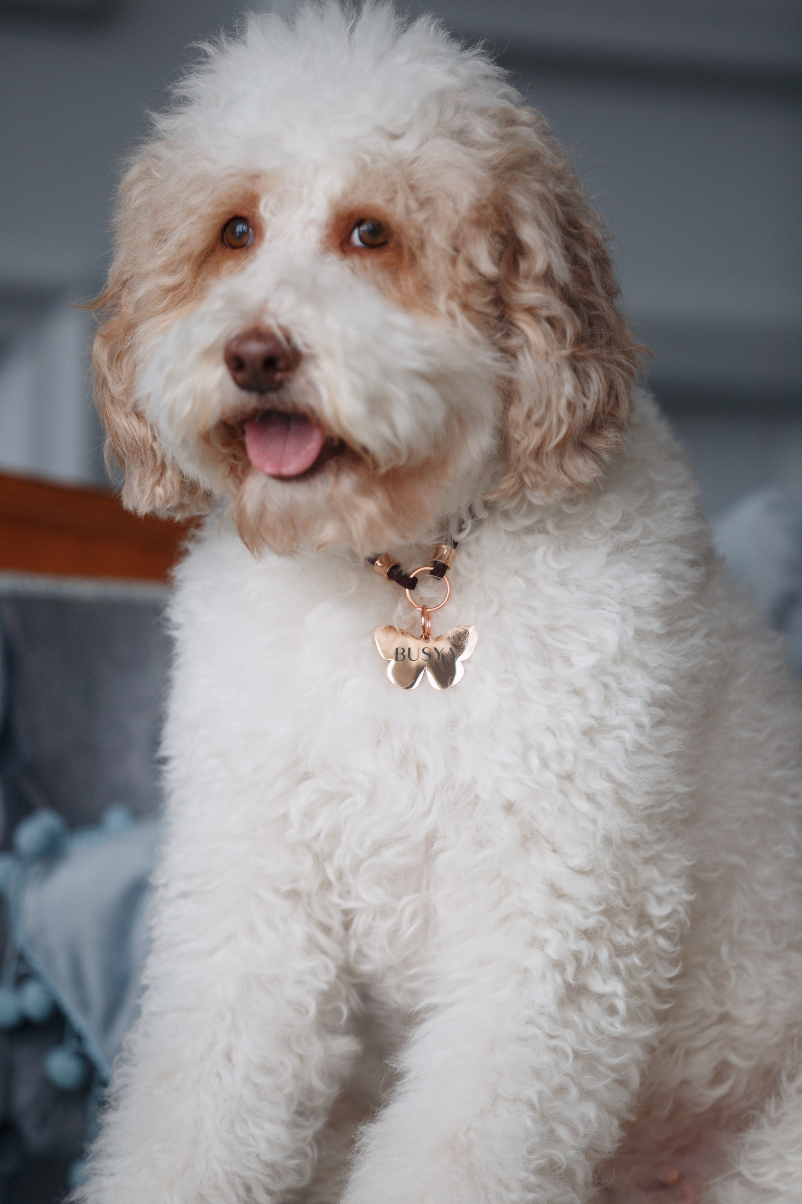 Bmbh лежанки и адресники. Фотограф анималист Кристина Карпова, Москва