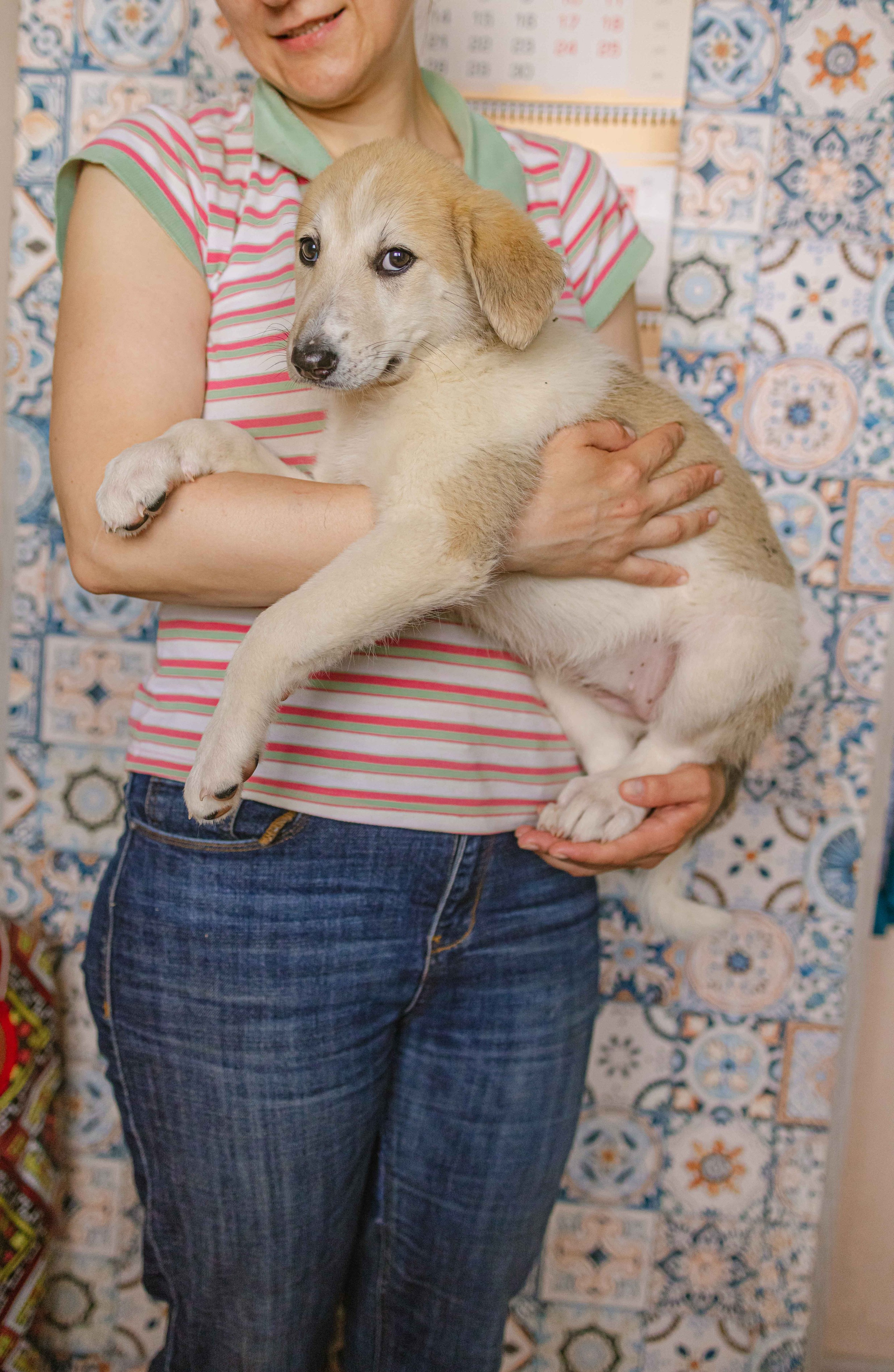 Щеночки на кухне. Фотограф-анималист в Москве Лера Черноног