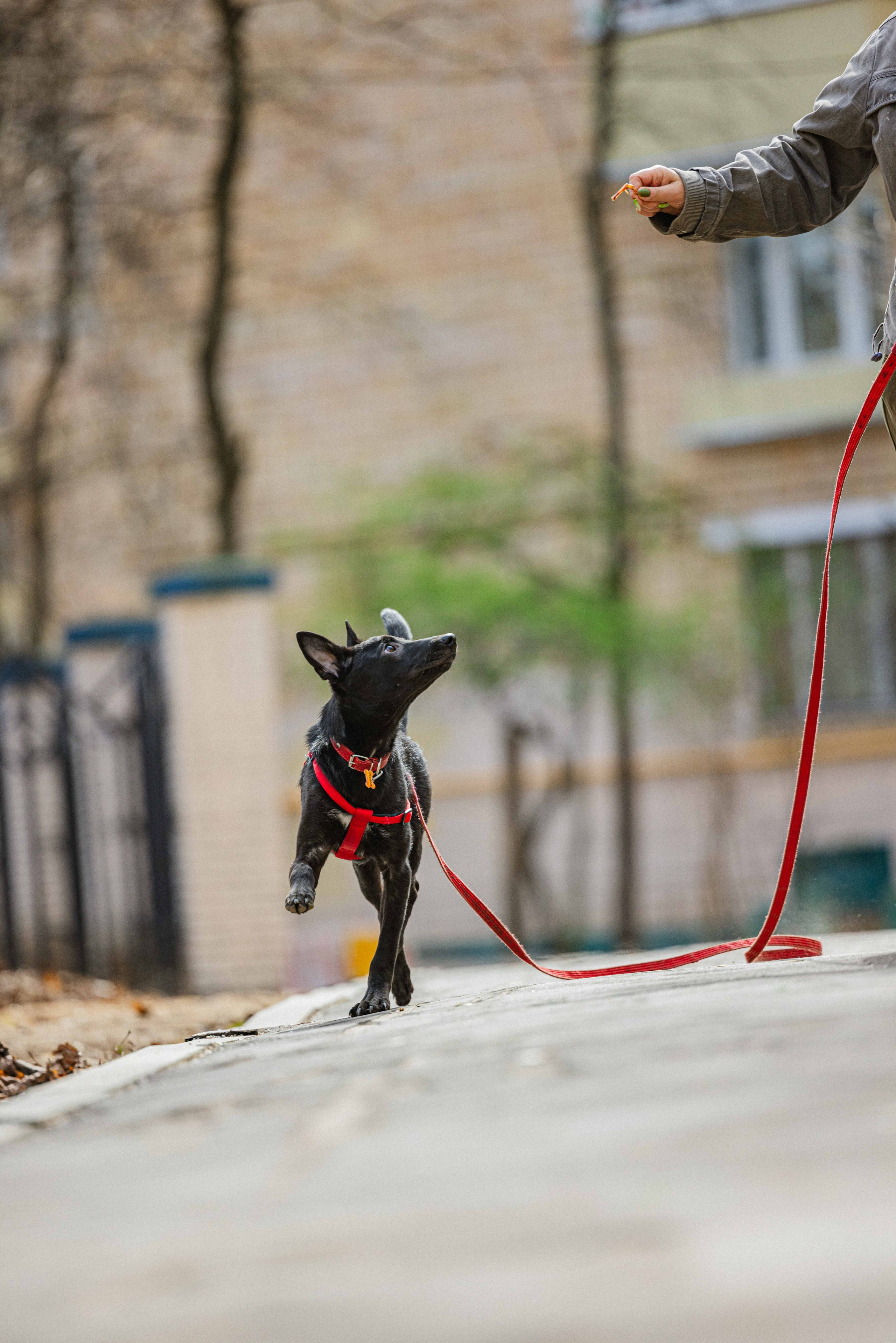 Булька. Фотограф-анималист в Москве Лера Черноног