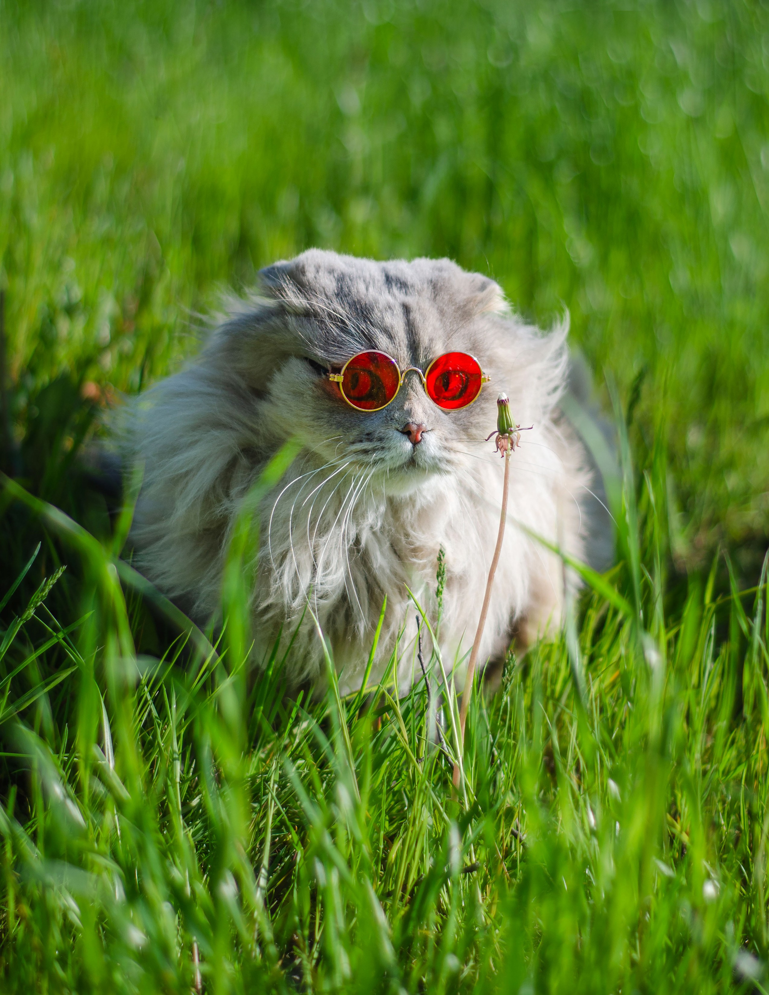 Не собаки и не лошади. Фотограф анималист