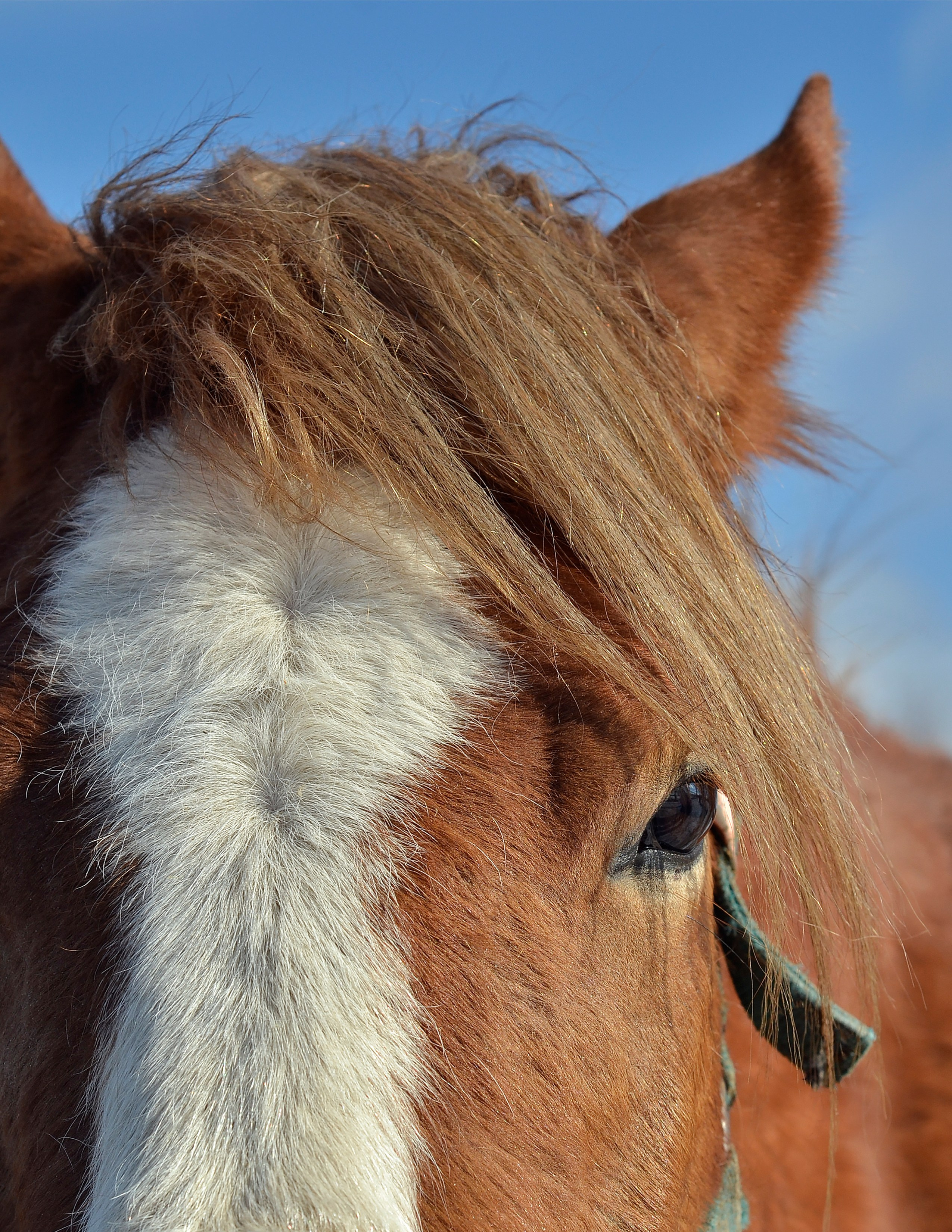 Лошади. Фотограф анималист
