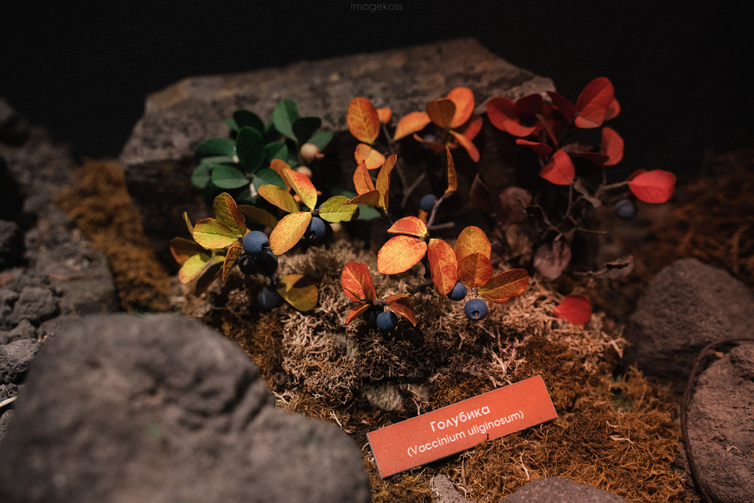 Камчатка. Фотограф в поход и восхождение на Эльбрус Игорь Косарев