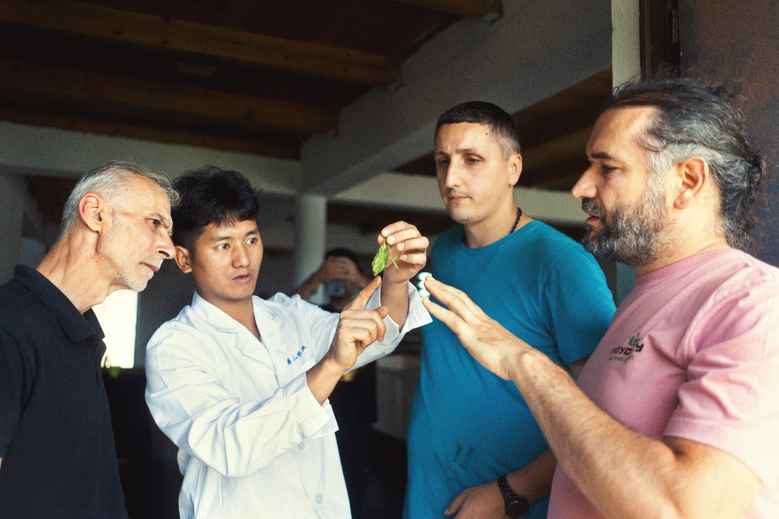 Tea production Moychay, Guria. Андрей Фадеев фото видео Тбилиси