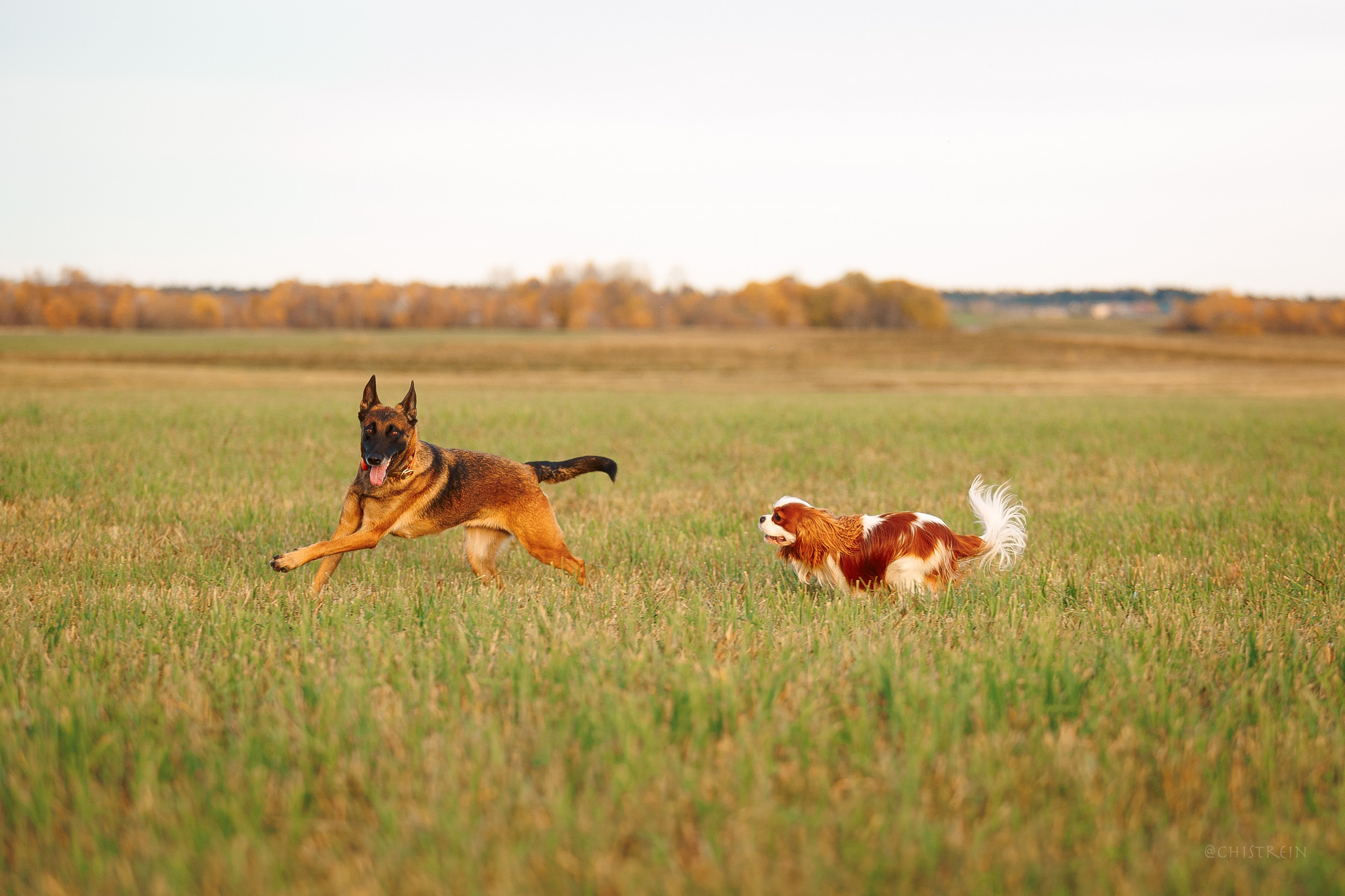 Октябрьский закат в полях. Алина и Лео. Фотограф-анималист Наталия Чистюхина в г. Сосновый Бор и ЛО