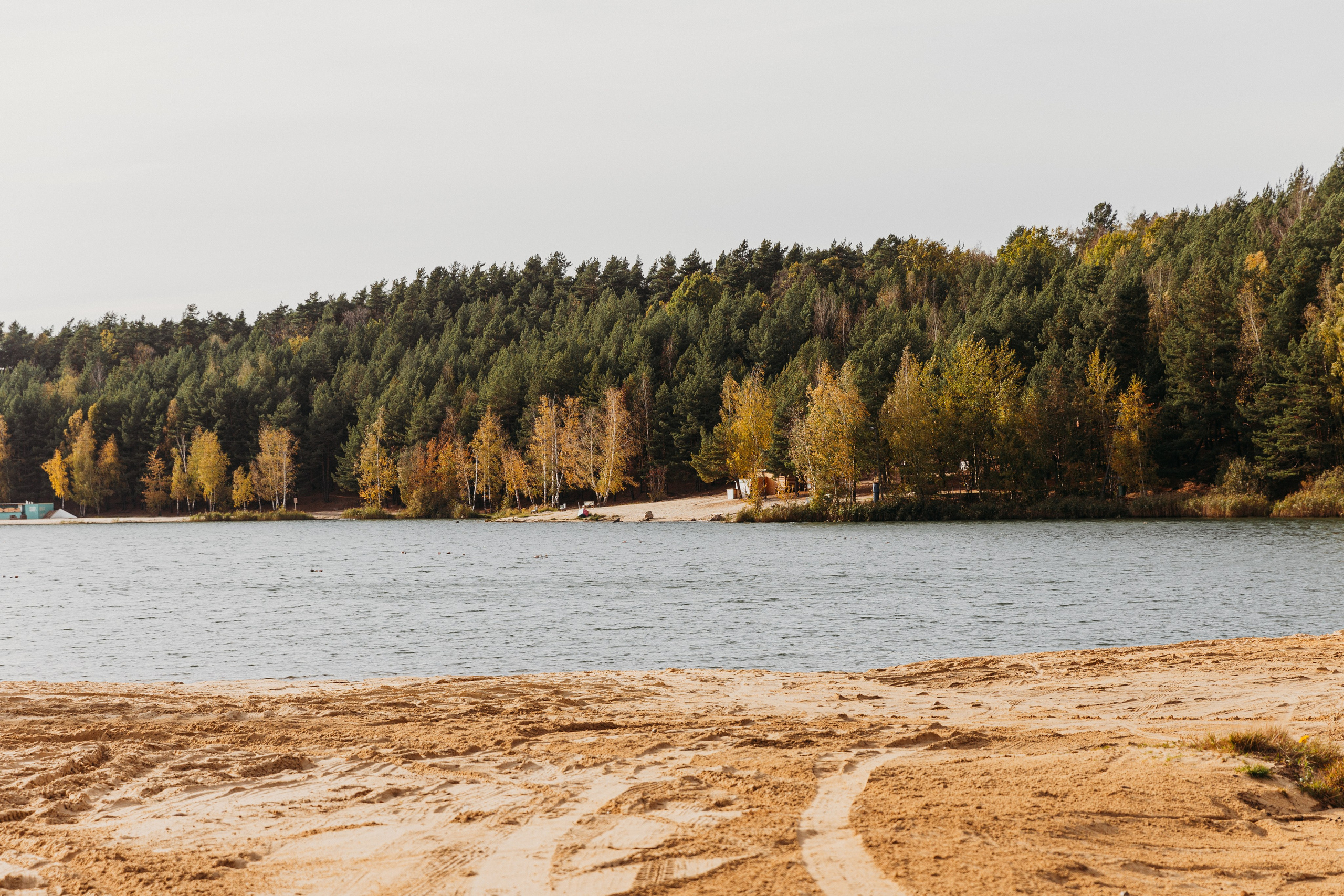 Катя, Кыса и Шейла. Фотограф-анималист в Москве Соломонова Варвара
