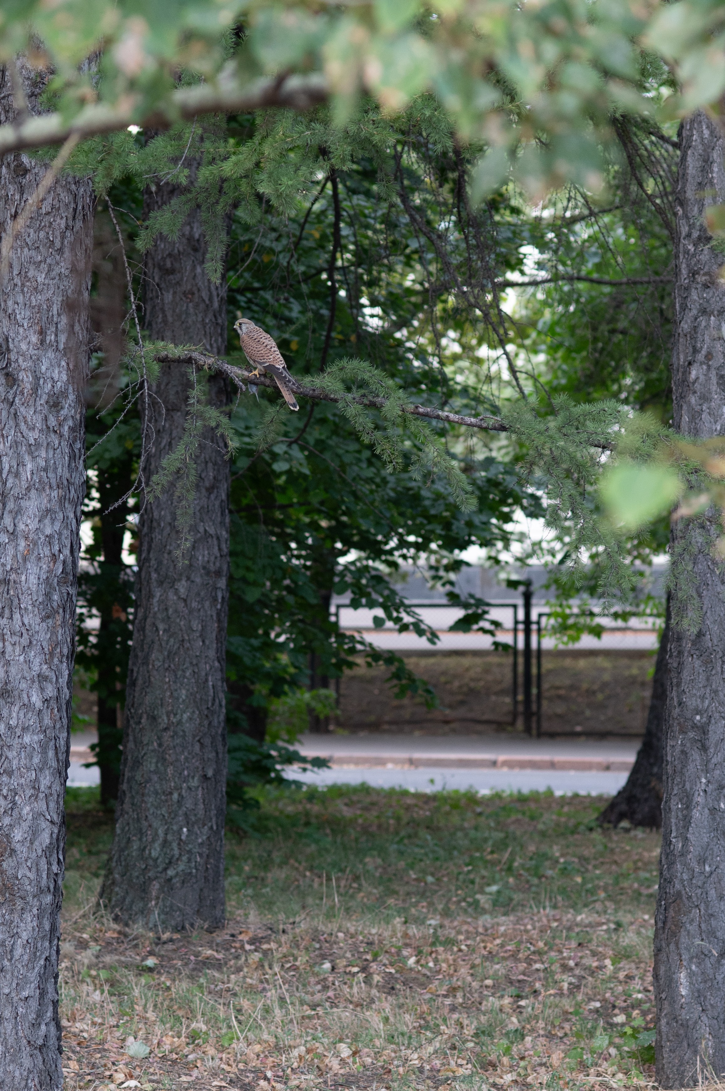 20220904 Парк Горького. Дмитрий Ремизов. Фотография, как хобби