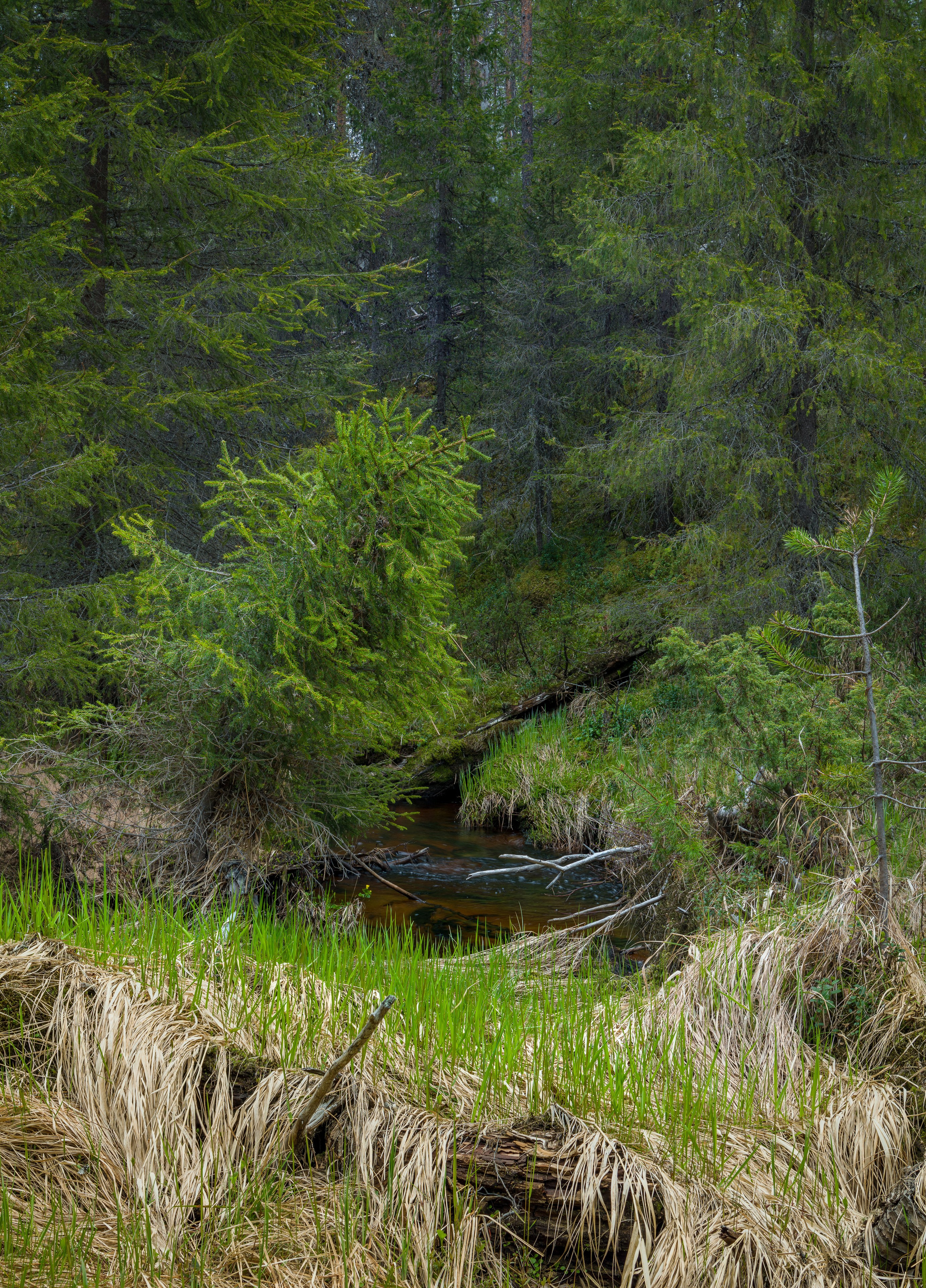 Лето. Северные Ночи