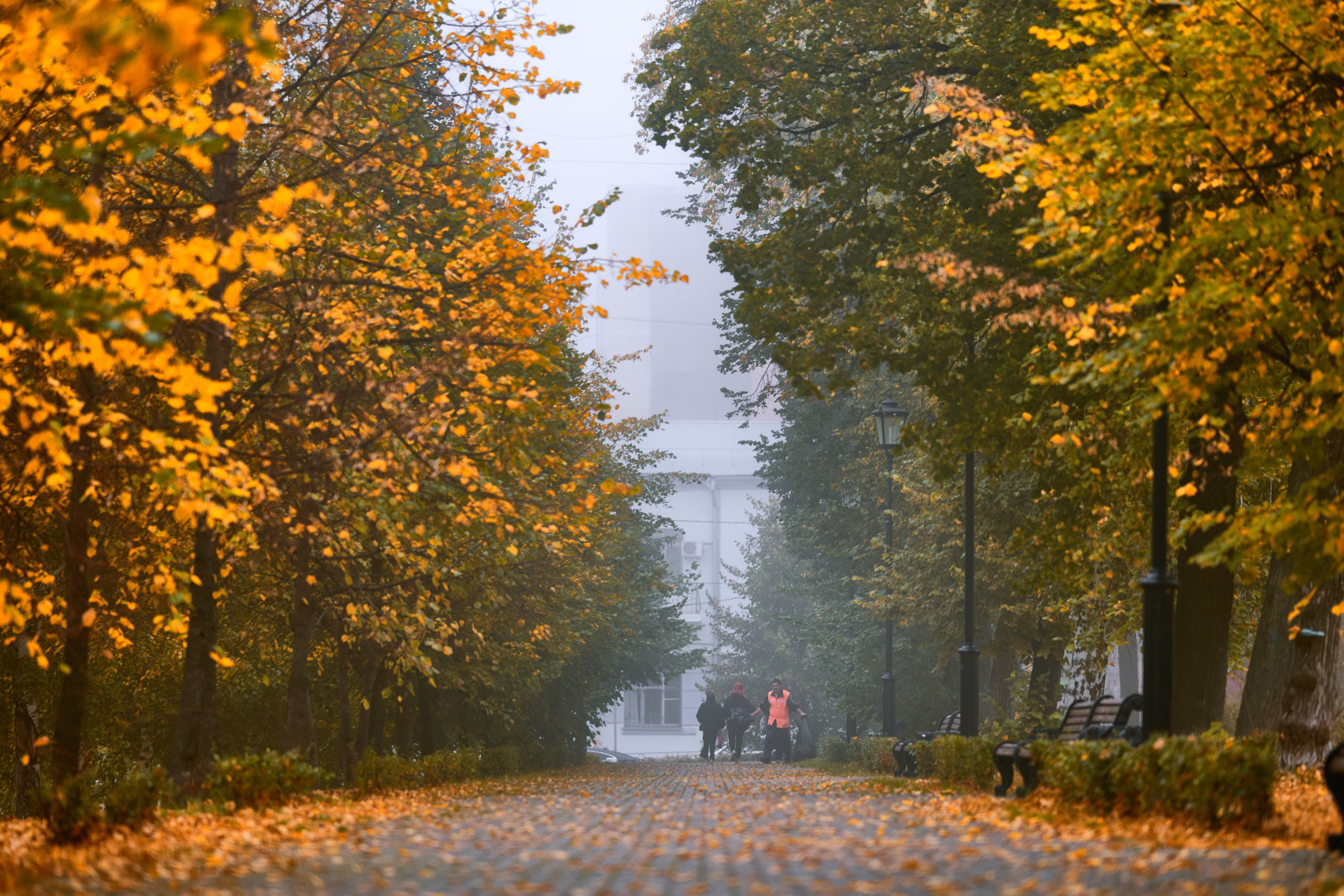 Одинокая лавочка в парке, скрытая под густым туманом, создаёт ощущение уединения