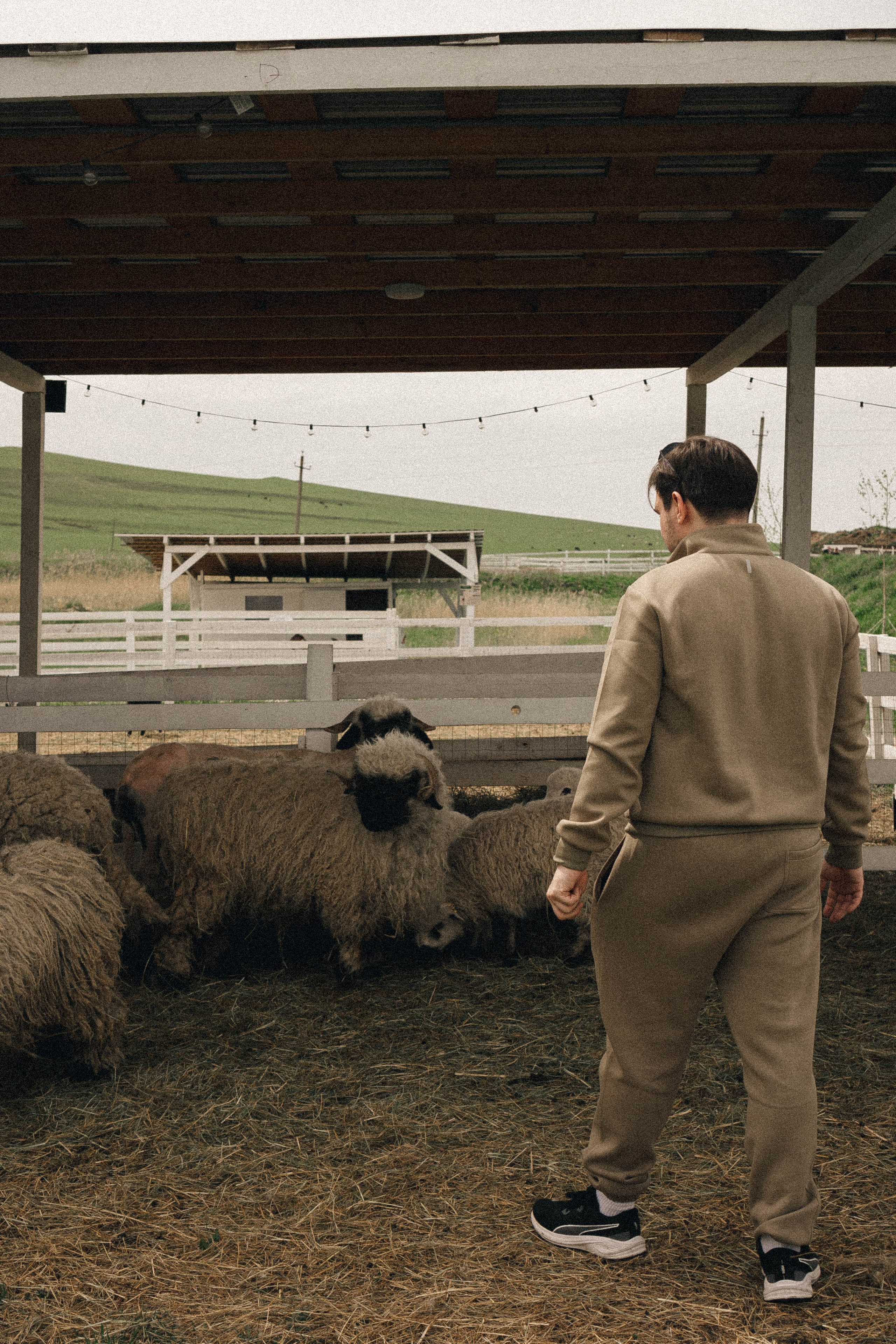 Ферма Альпак. Профессиональный фотограф, Санкт-Петербург — Виктория Богомолова