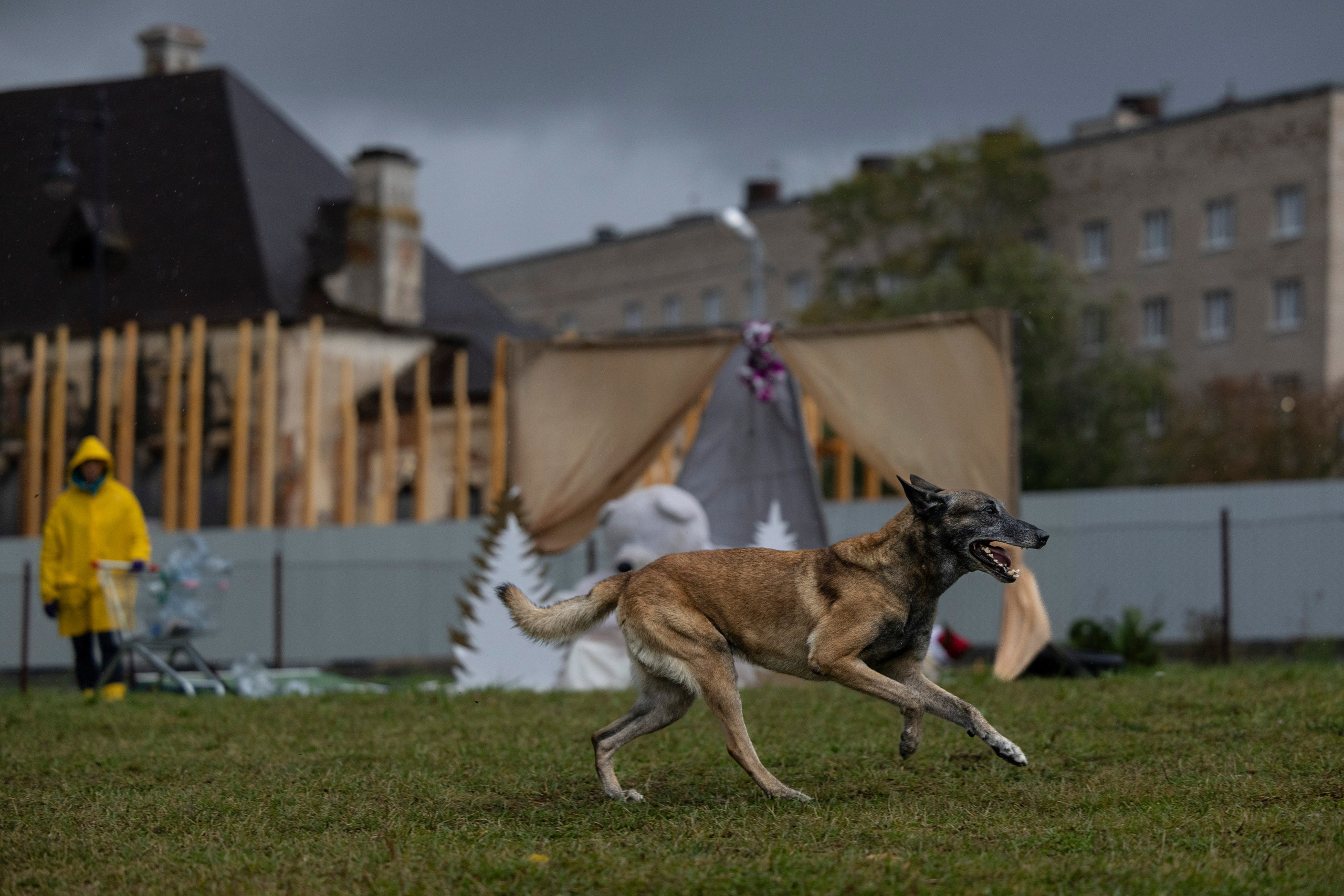Испытания по Мондьорингу г. Пушкин. Фотограф-анималист Анна Маринич