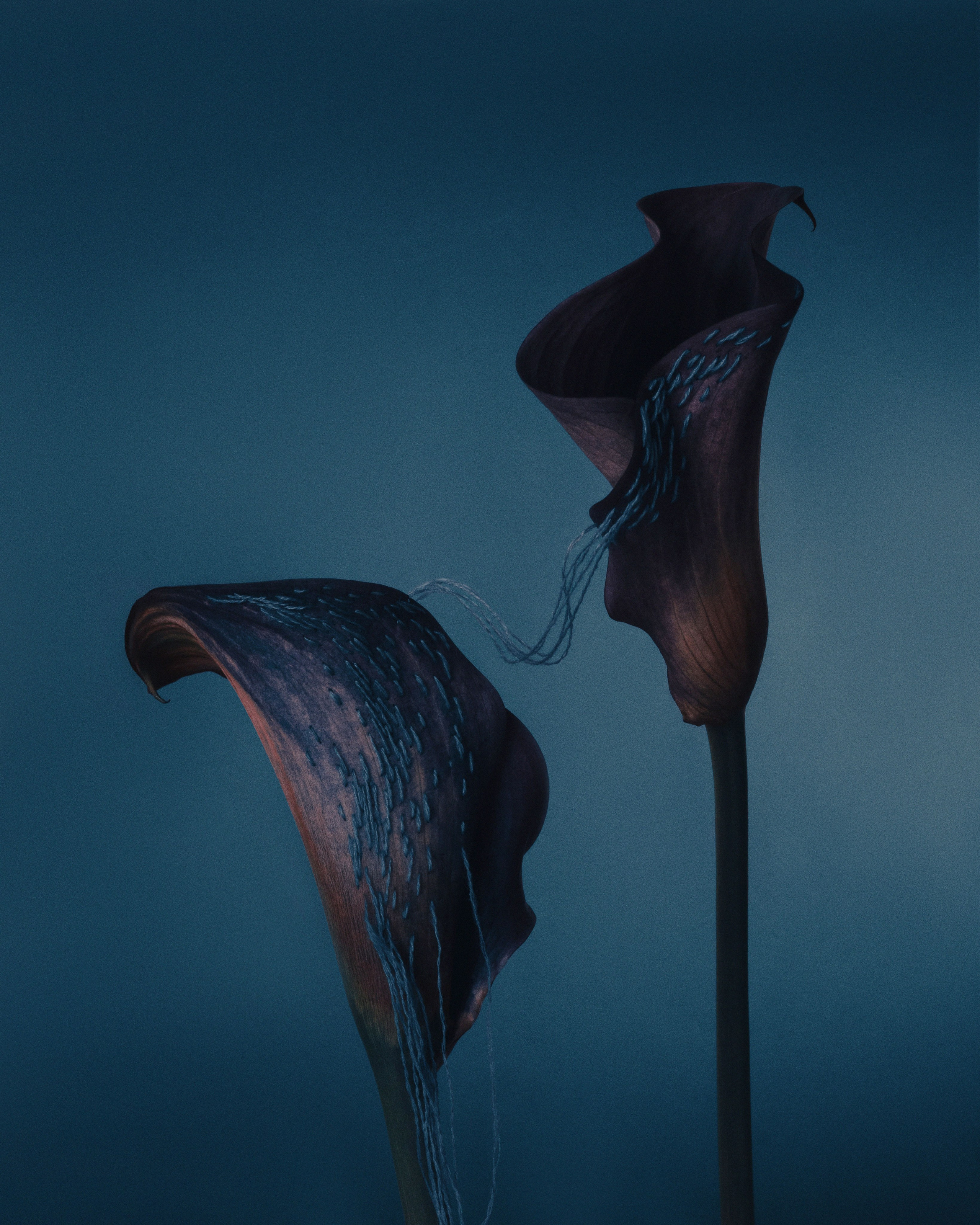 Капсулы. Оболочки. Стежки. Слои. Художественная фотография в Санкт-Петербурге Алина Берёзкина