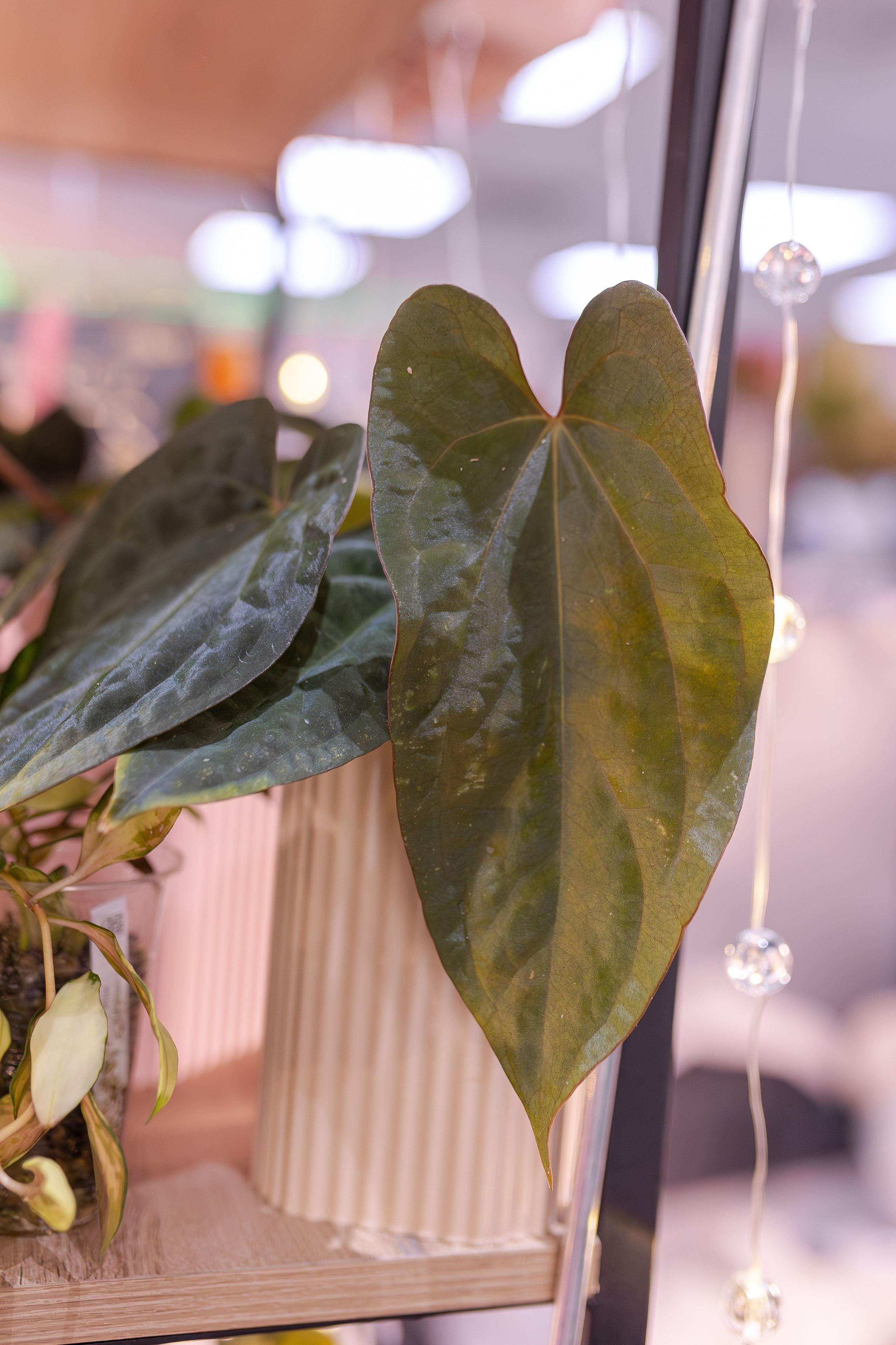 Орхидиум 12.2025. Александра Куликова фотограф, Москва