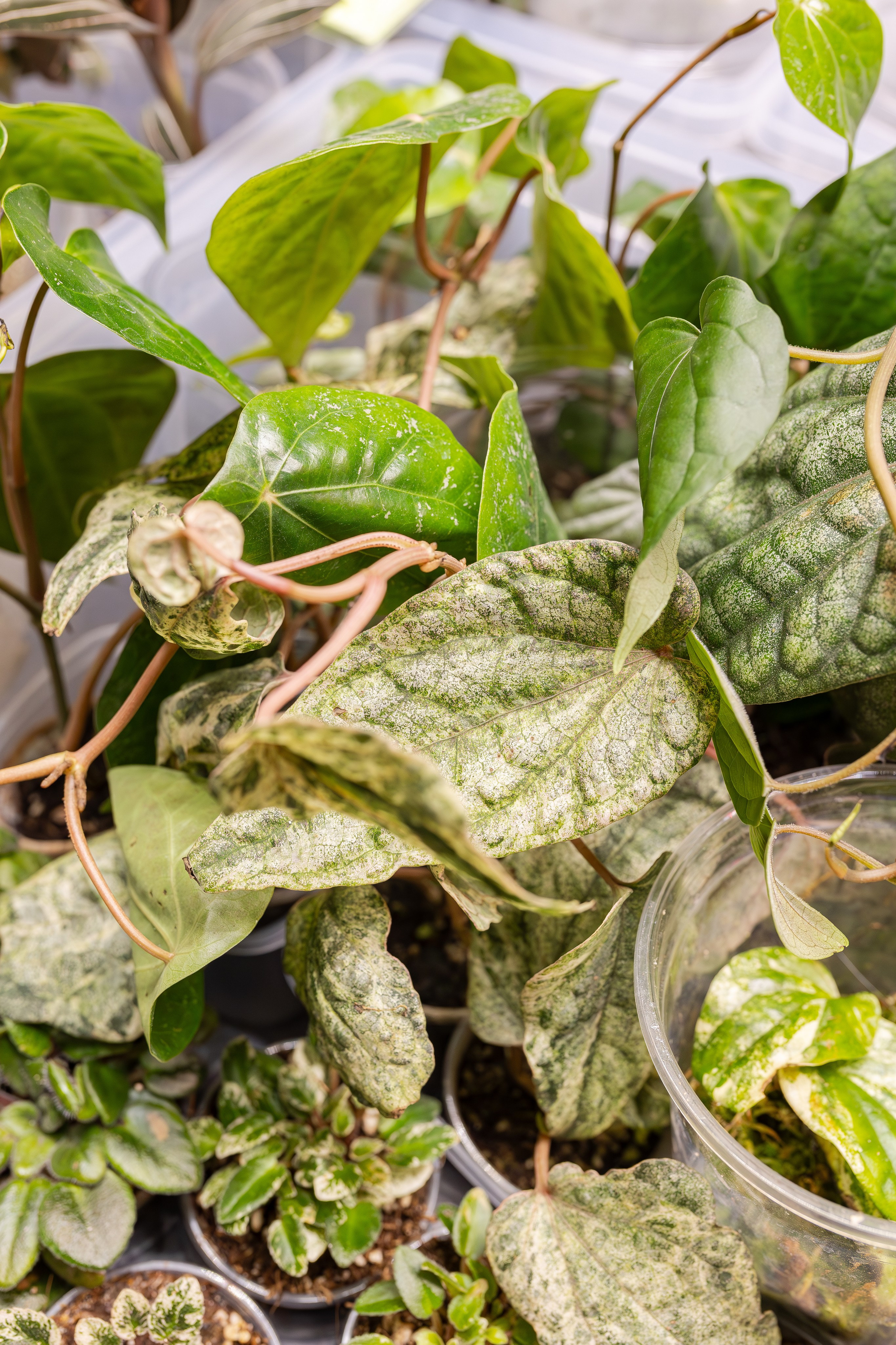 Монстериум апрель 2026. Александра Куликова фотограф, Москва