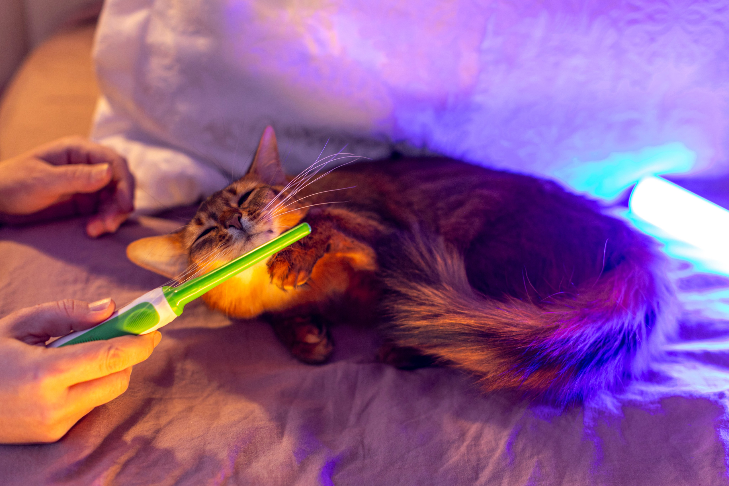 Сомали. Art my Pho