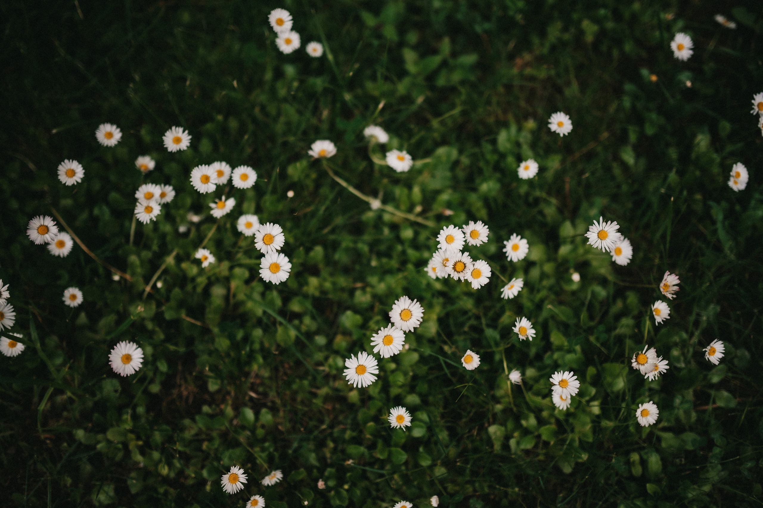 Максим и Лика. Архангельское. Семейный и свадебный lifestyle-фотограф в Москве Мария Петрова
