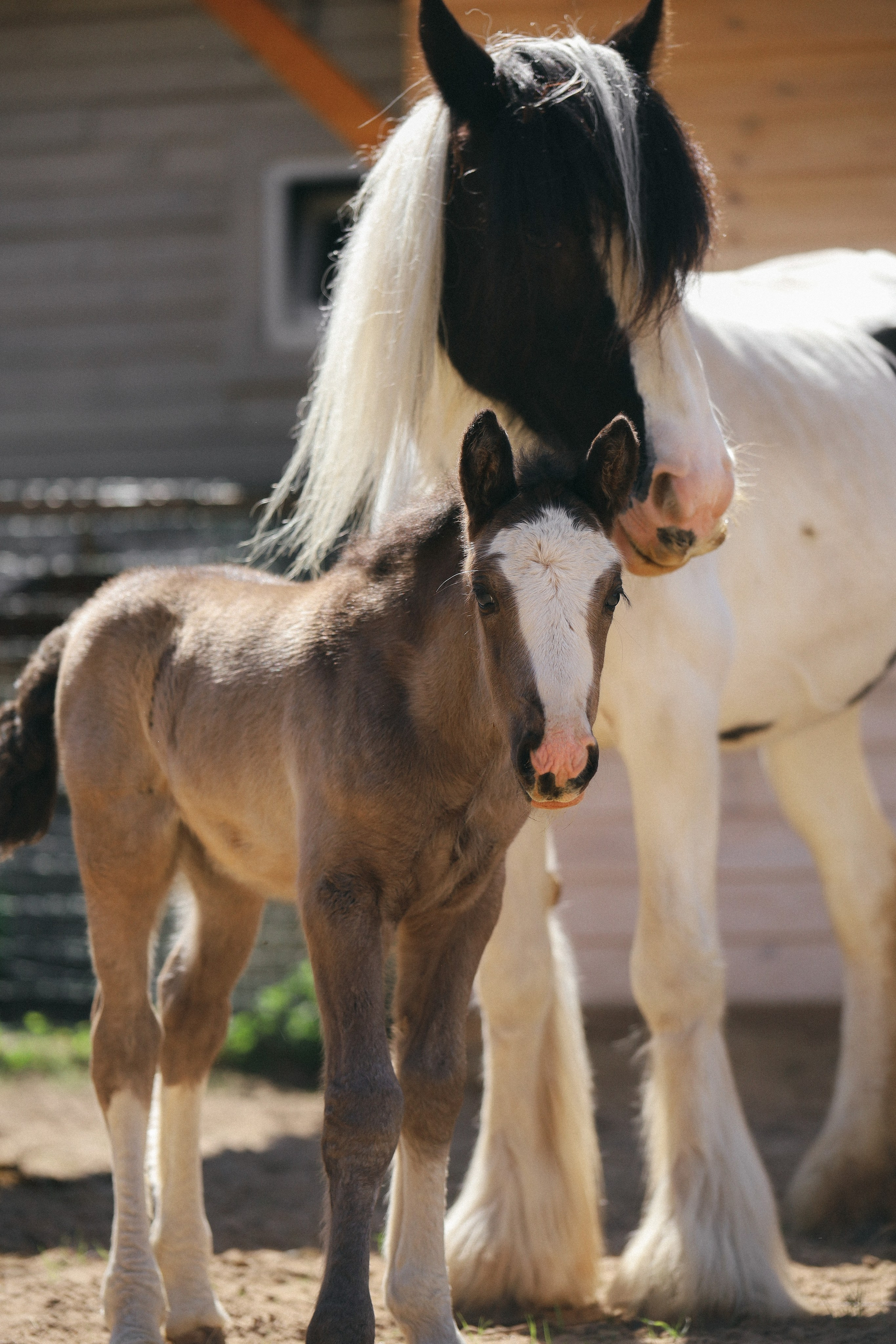 Животные. Фотограф в Москве Бастракова Юлия
