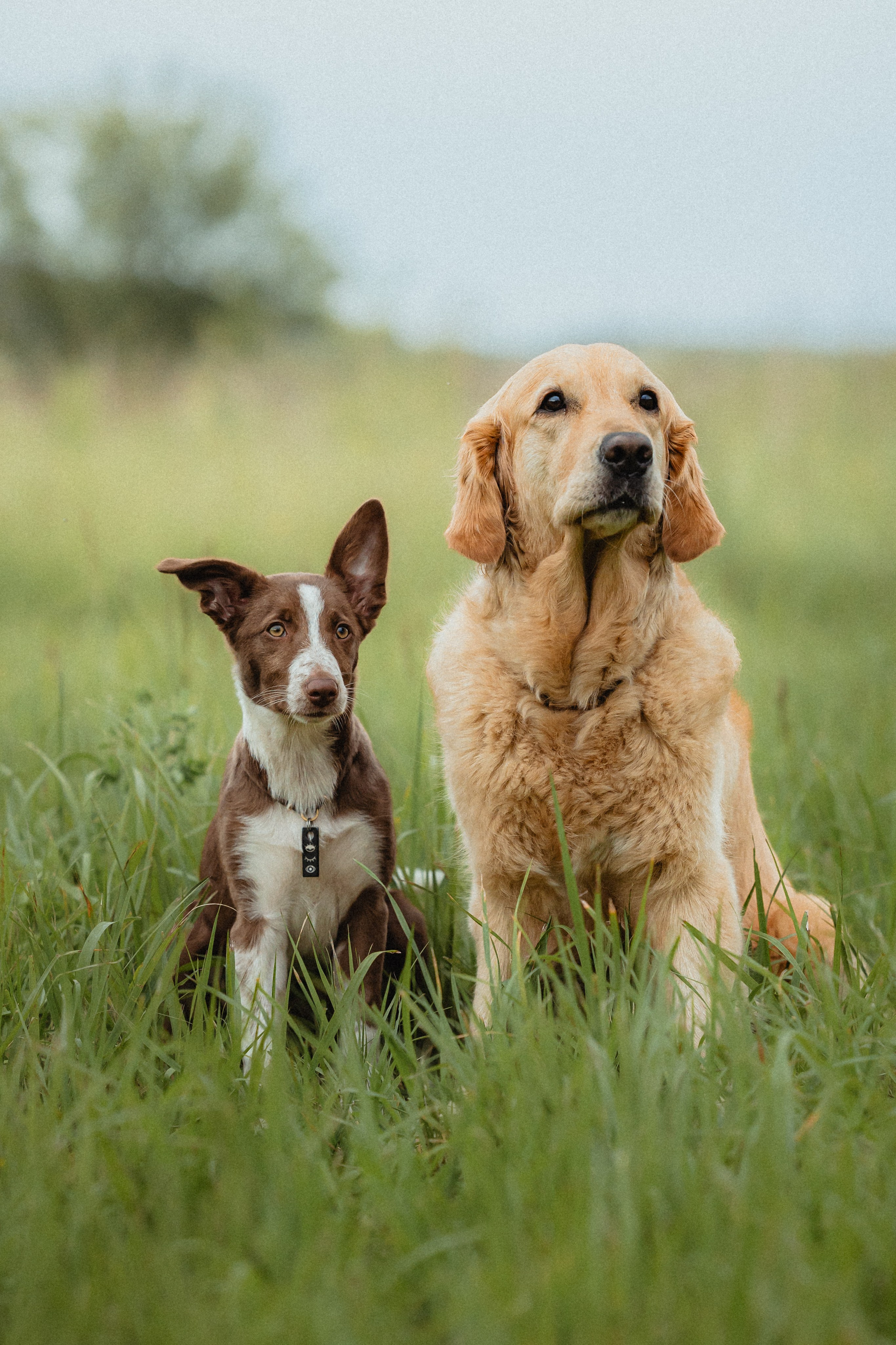 Выездной дог-тренинг от школы «Шерсть имею»