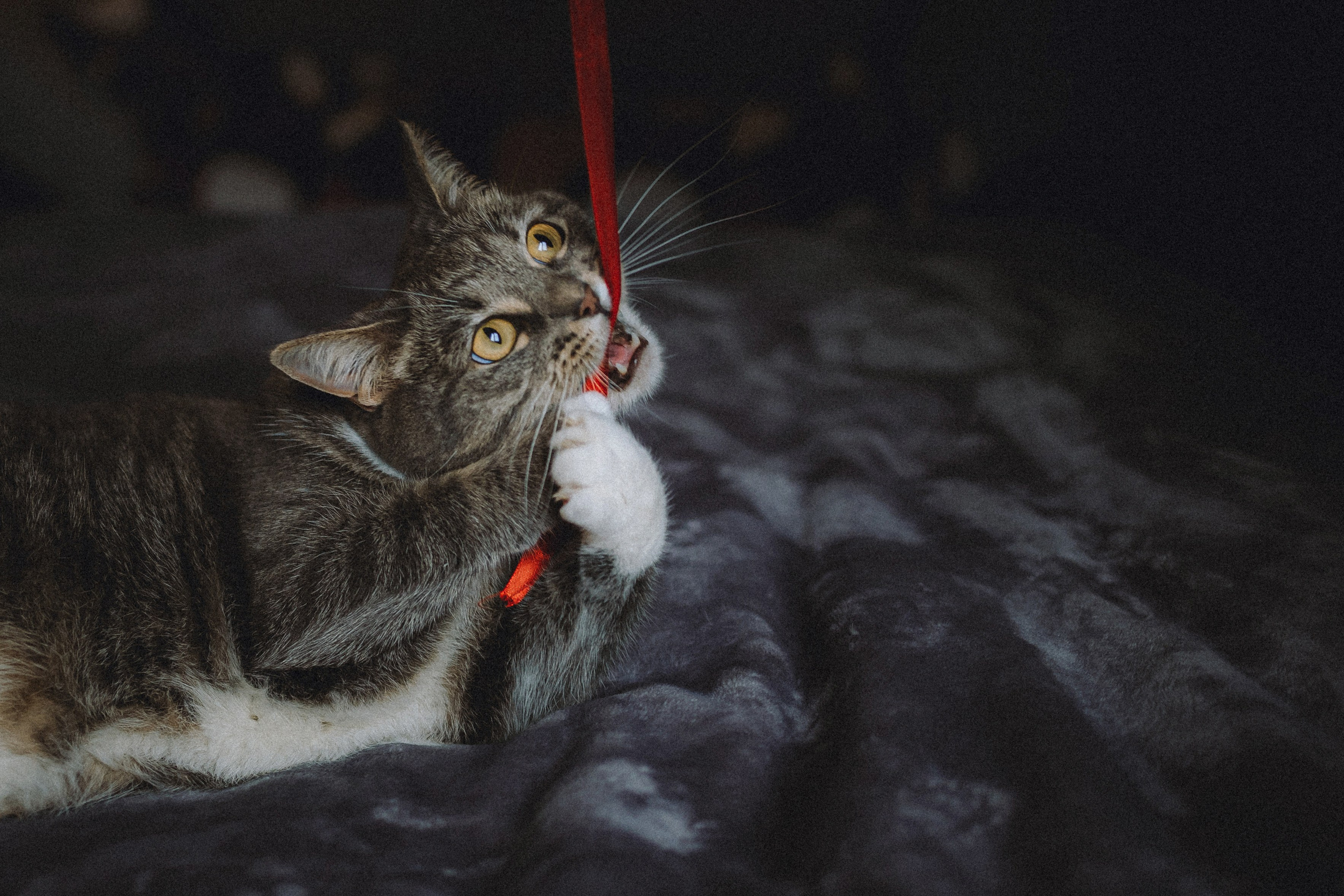 Леброн, Муся и их семья