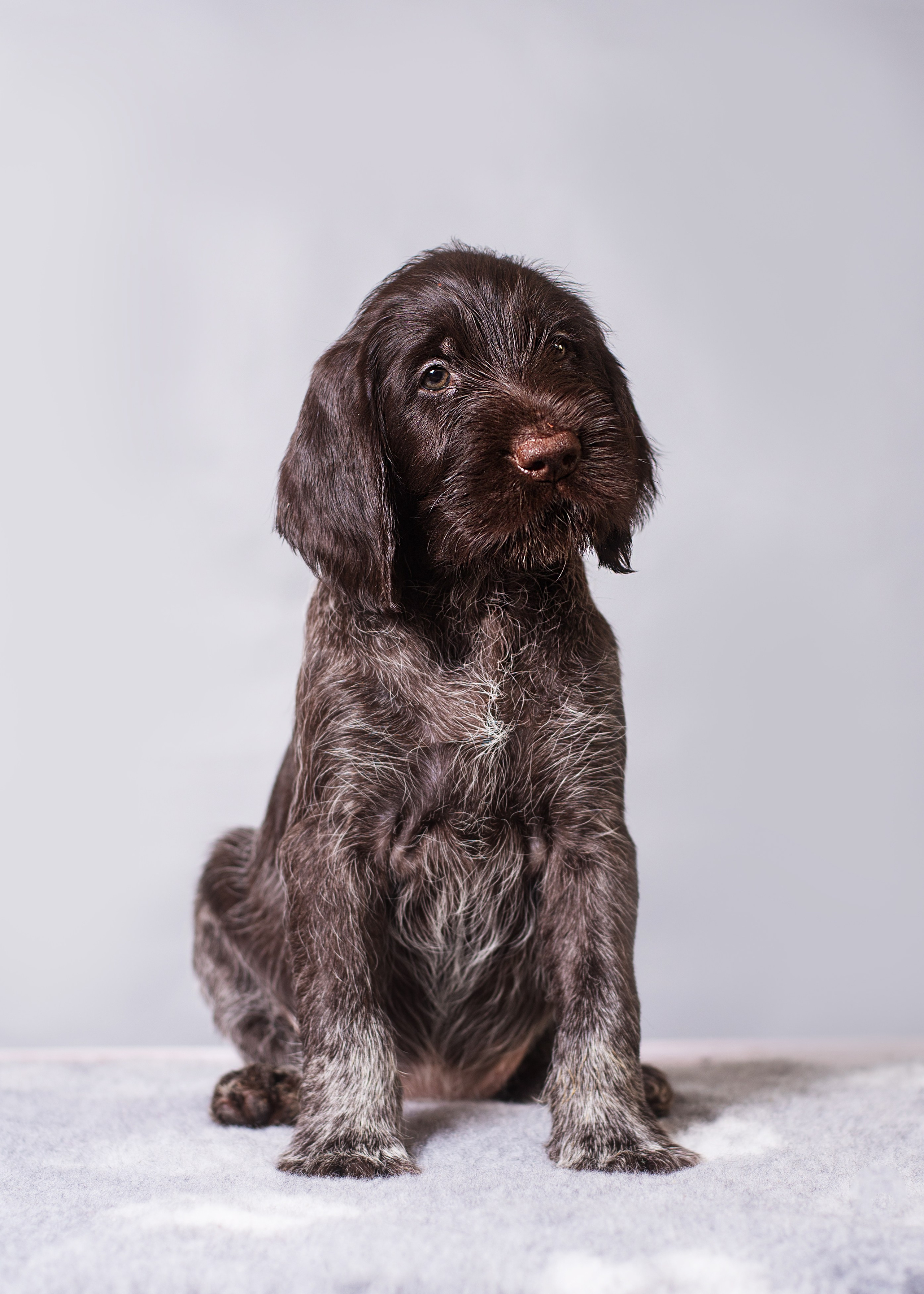 Дратхаарята. Дог-фотограф в Тюмени Александра Королева