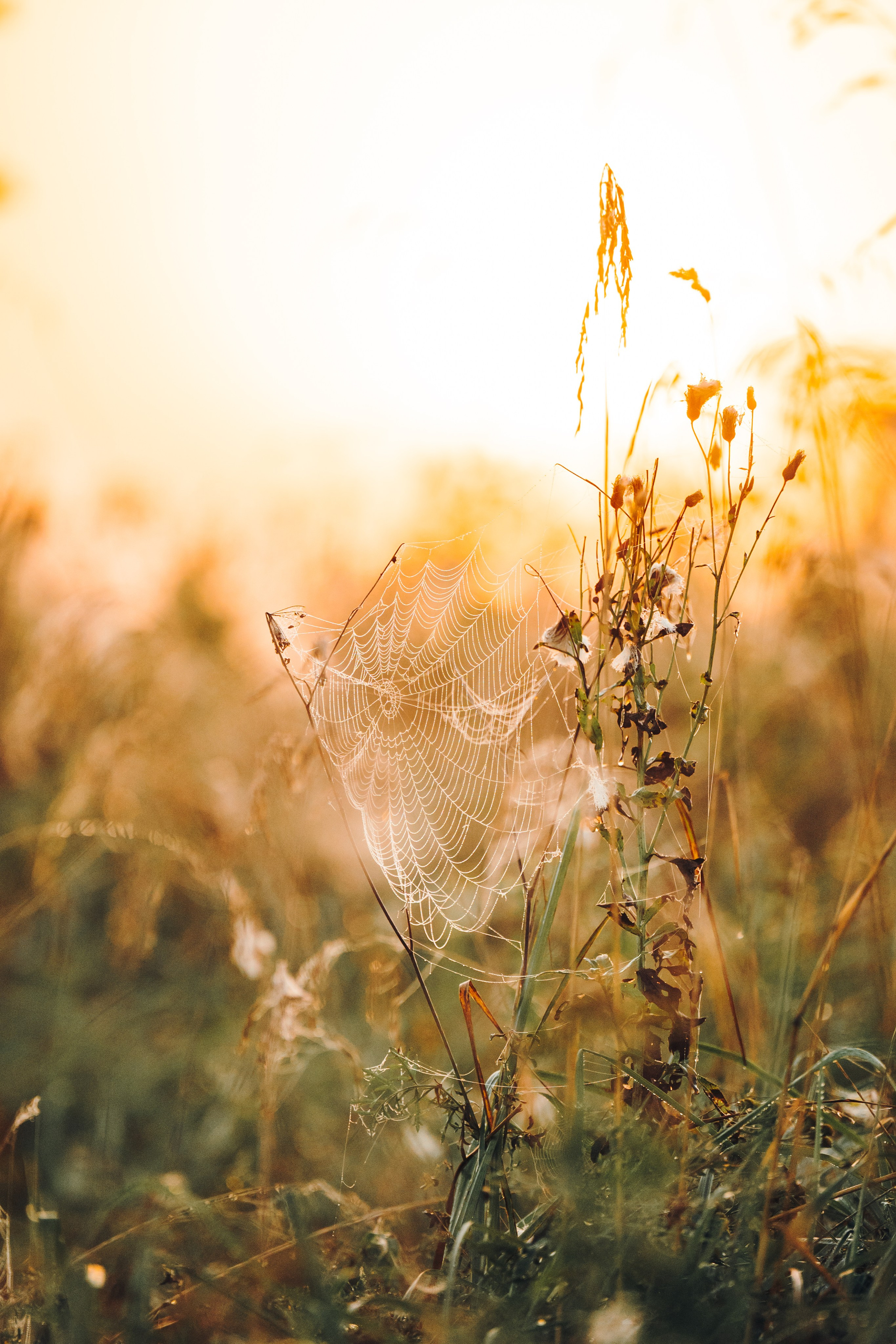 Саша, Флик и Эсприт. Семейный фотограф анималист Ананьева Мария — Москва