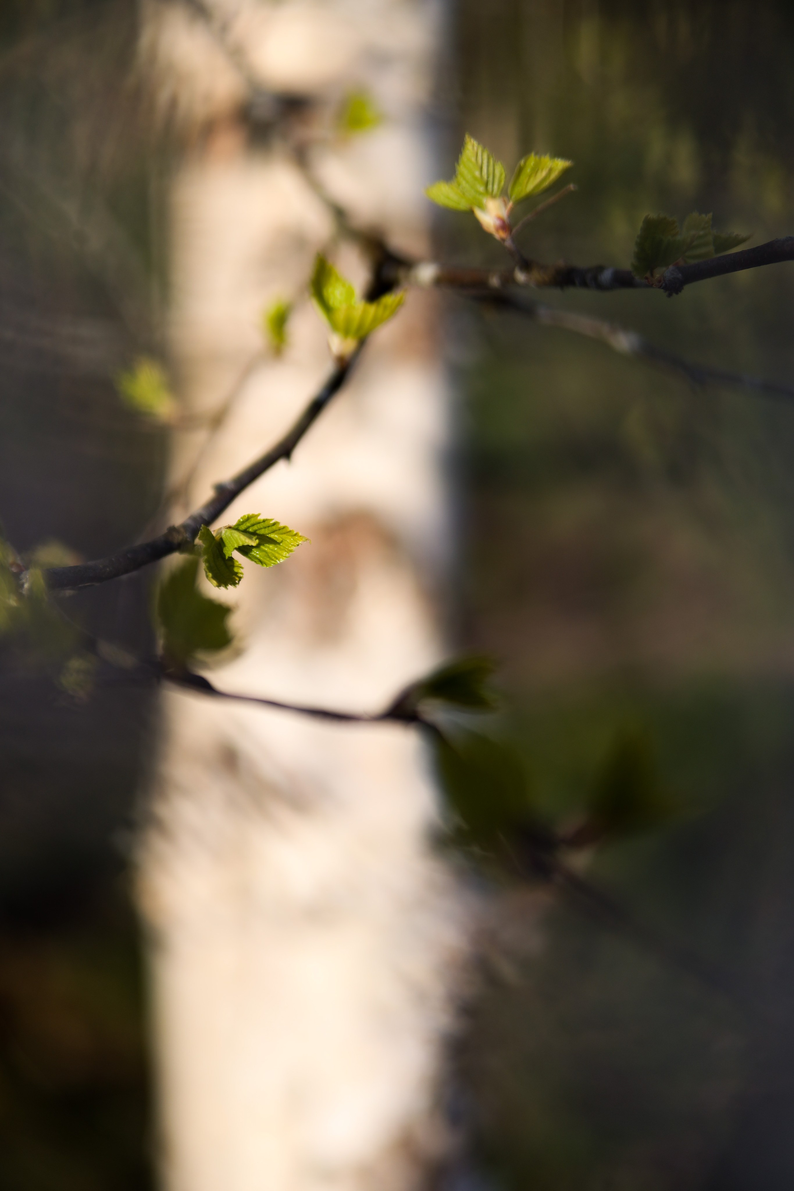 Весна. Катя Цвет