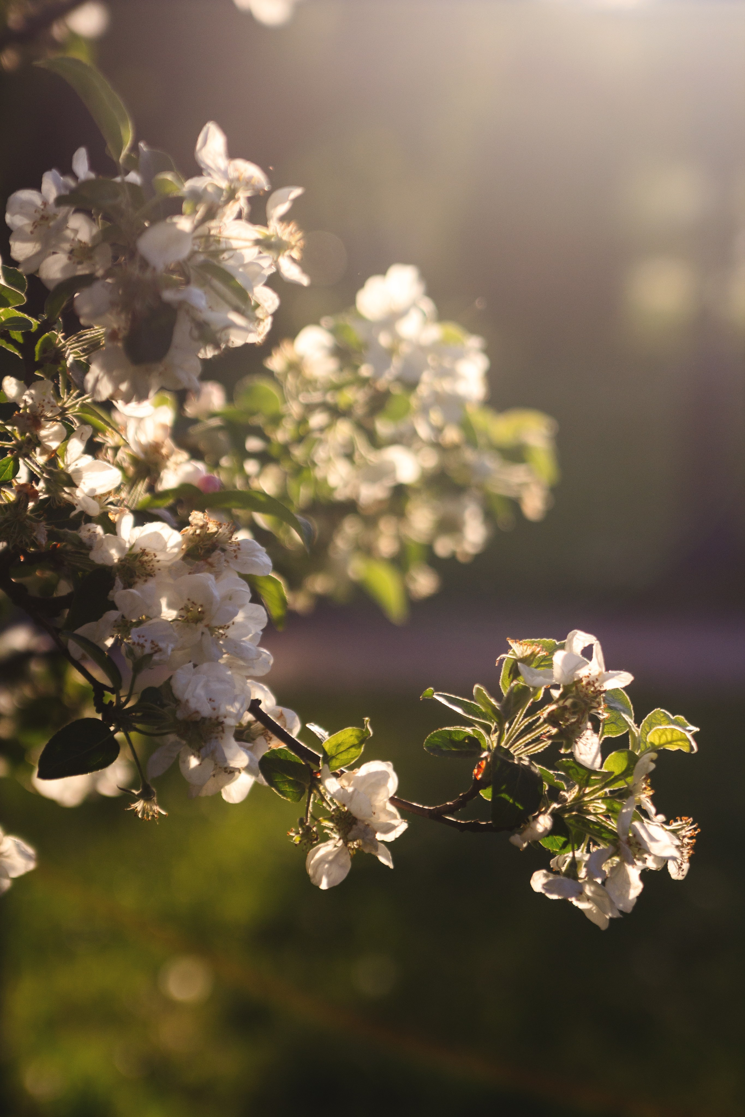 Весна. Катя Цвет