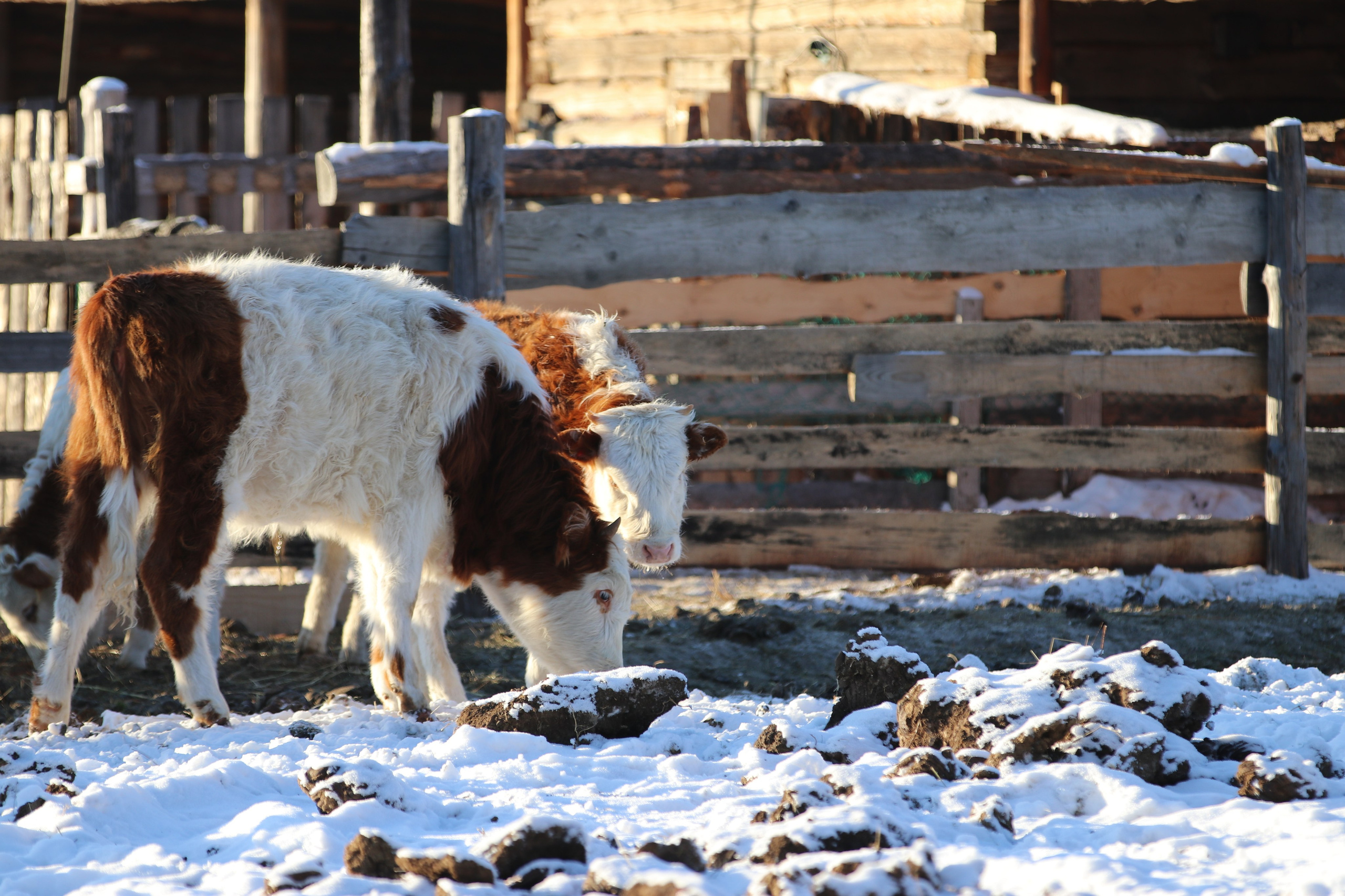 Аршан. Январь 2022. Путешественник-фотограф из Санкт-Петербурга Татьяна Свистулина