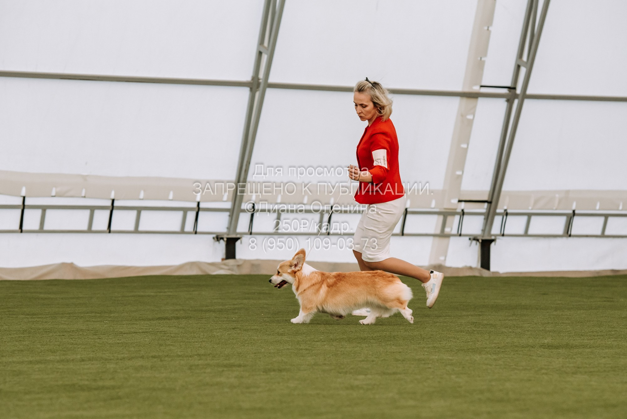 Выставка собак Красноярск 2.06. Фотограф Диана Оленина Красноярск / Братск