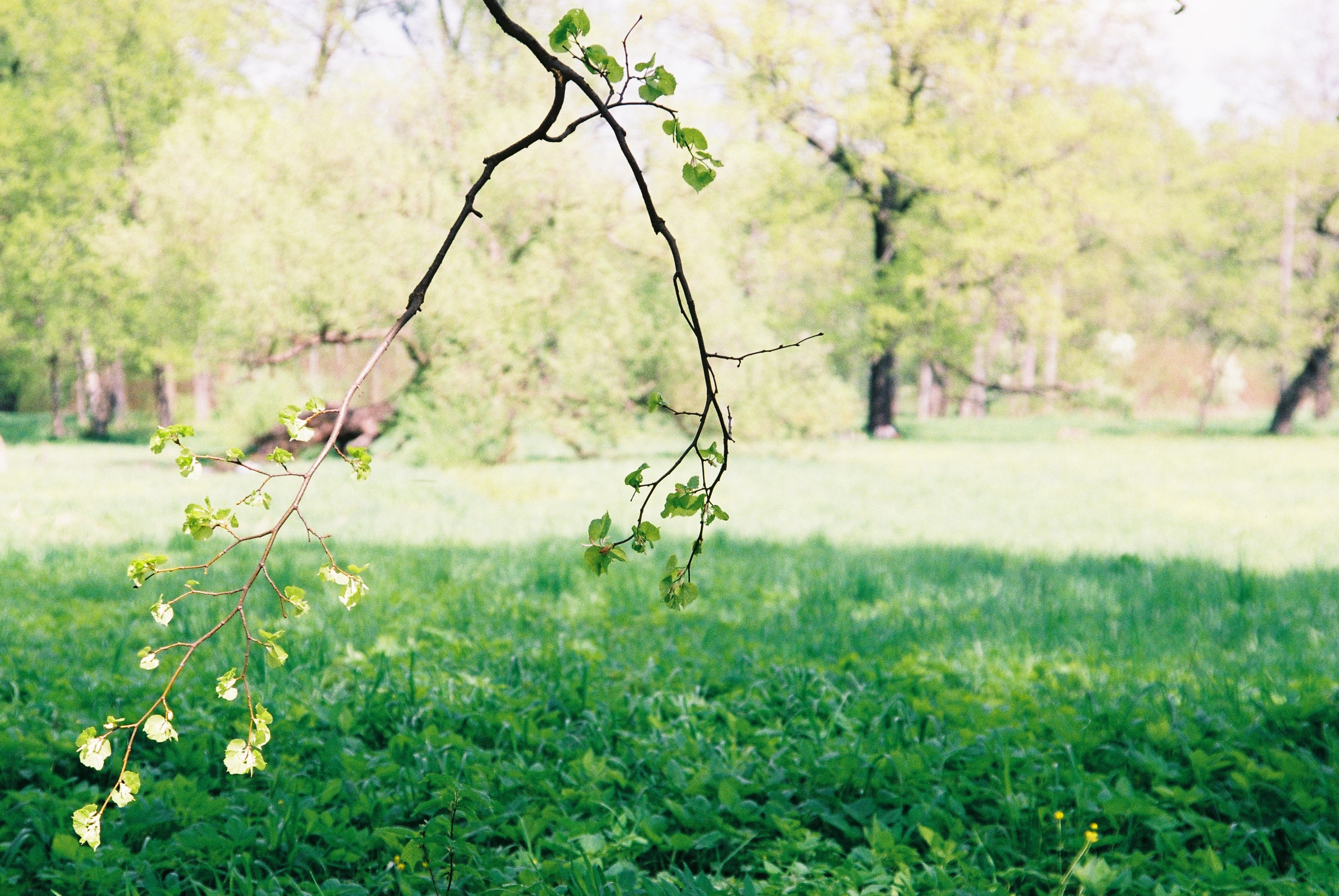 Film. Ruslan UI Dev Page