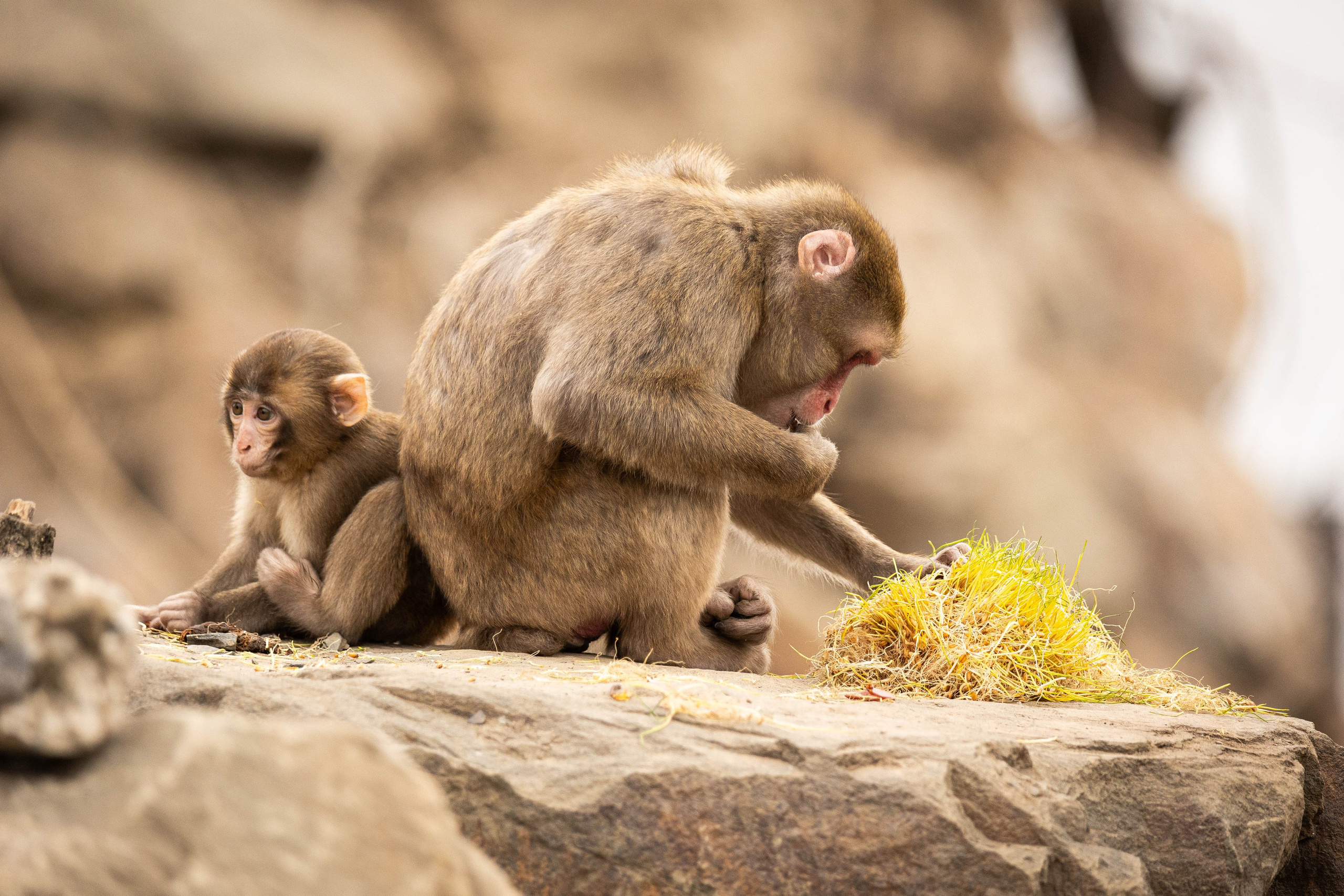 Парк Малинки 2026. Фотограф-АниМалист Анна Абрамова
