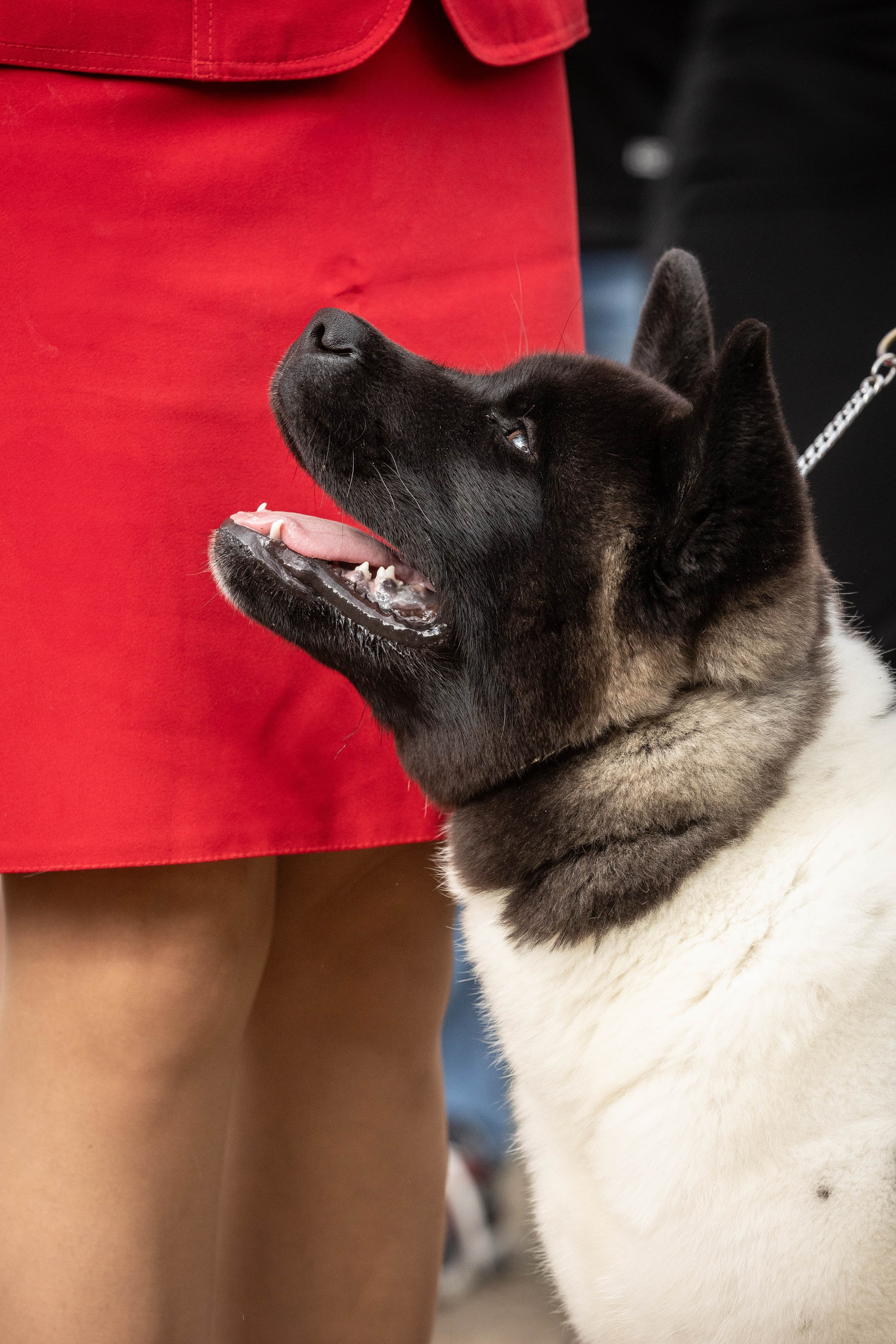 Репортаж (фото с выставок). Фотограф-АниМалист Анна Абрамова