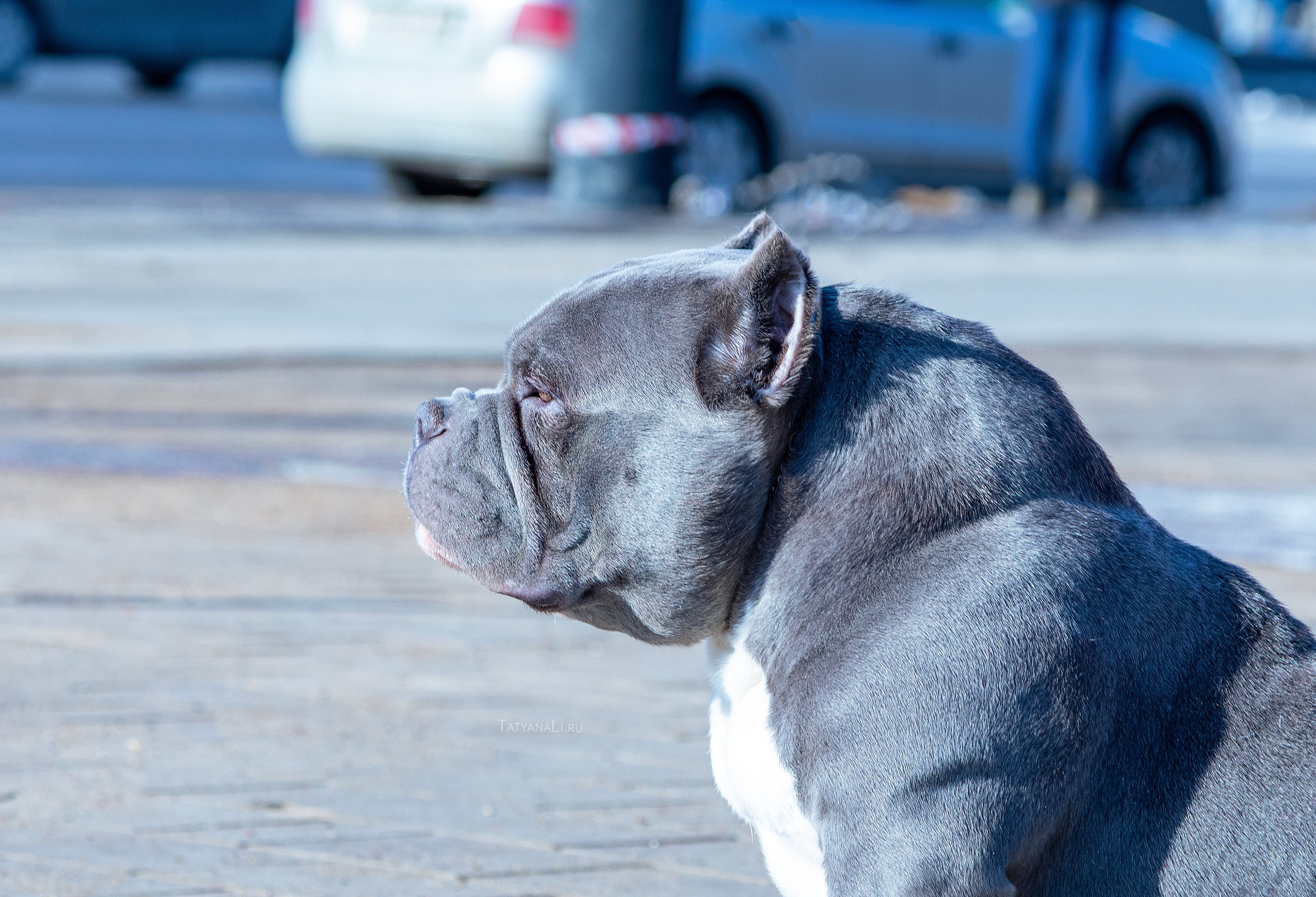 Американский булли. Фотограф — анималист Татьяна Ли