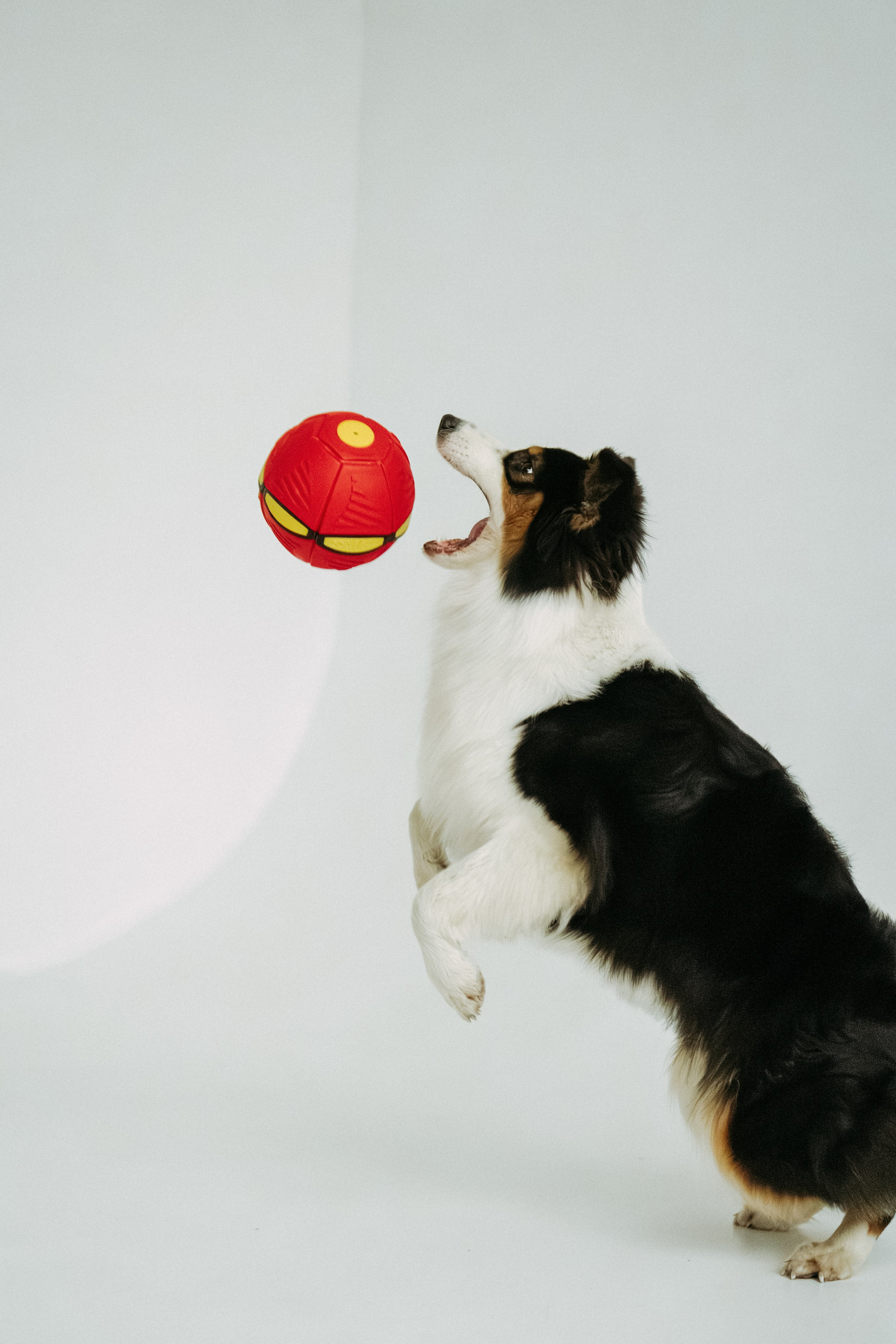 Мячи-попрыгуны. Фотораф — анималист Мария Шистка