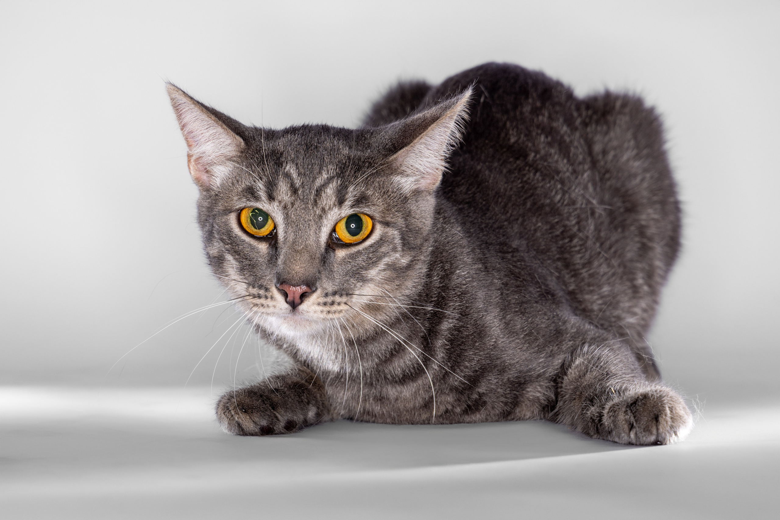 Кот Дымок в фотостудии. Фотограф Андрей Зикеев, фотостудия AzArt Studio в Москве