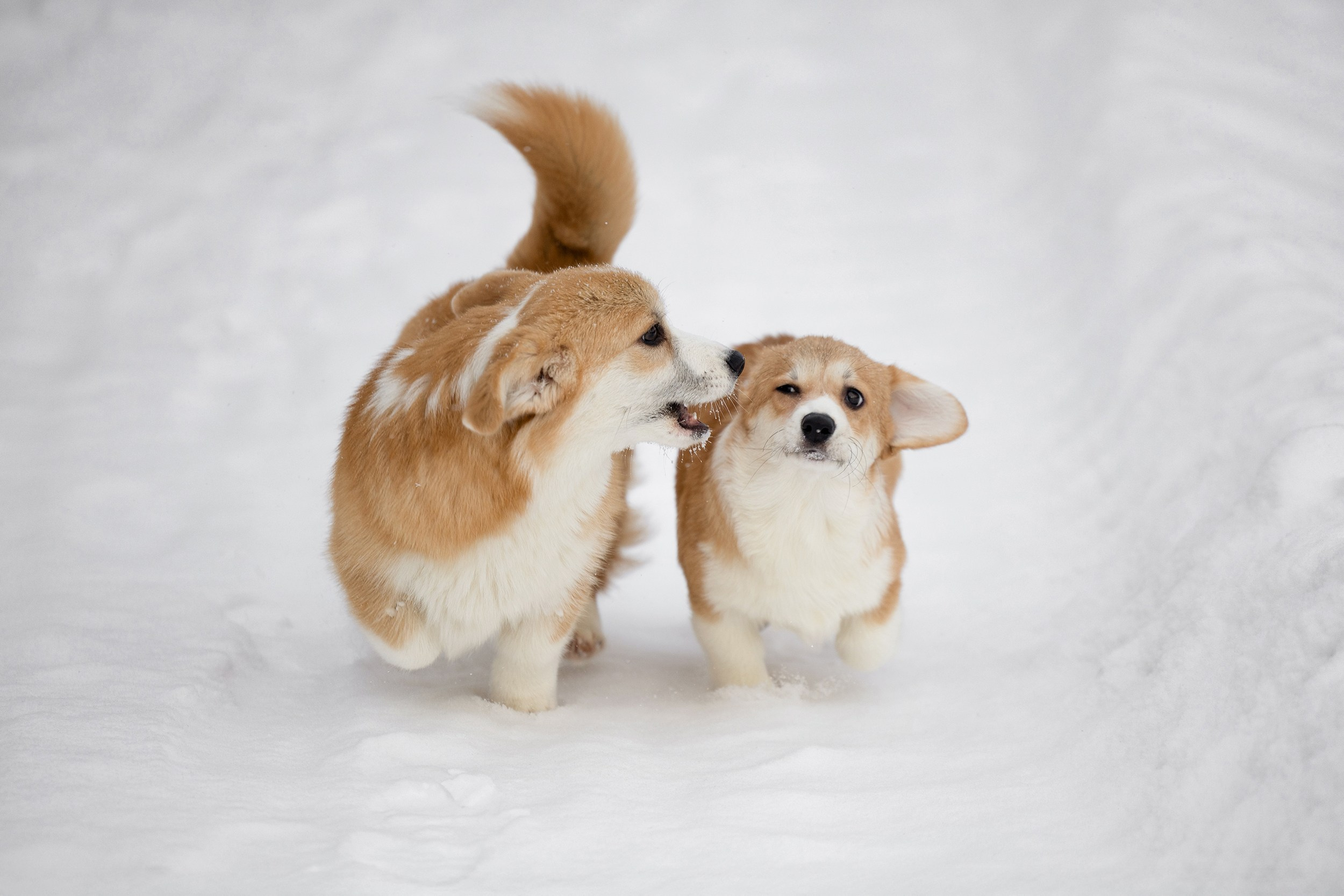 Питомник Mistycor. Мои работы