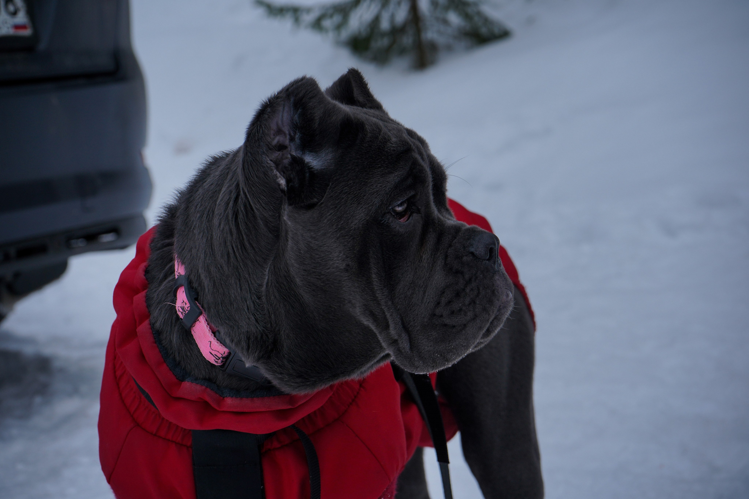 Фотосессии Пушистиков. Фотограф в Санкт-Петербурге Виктория Барышникова
