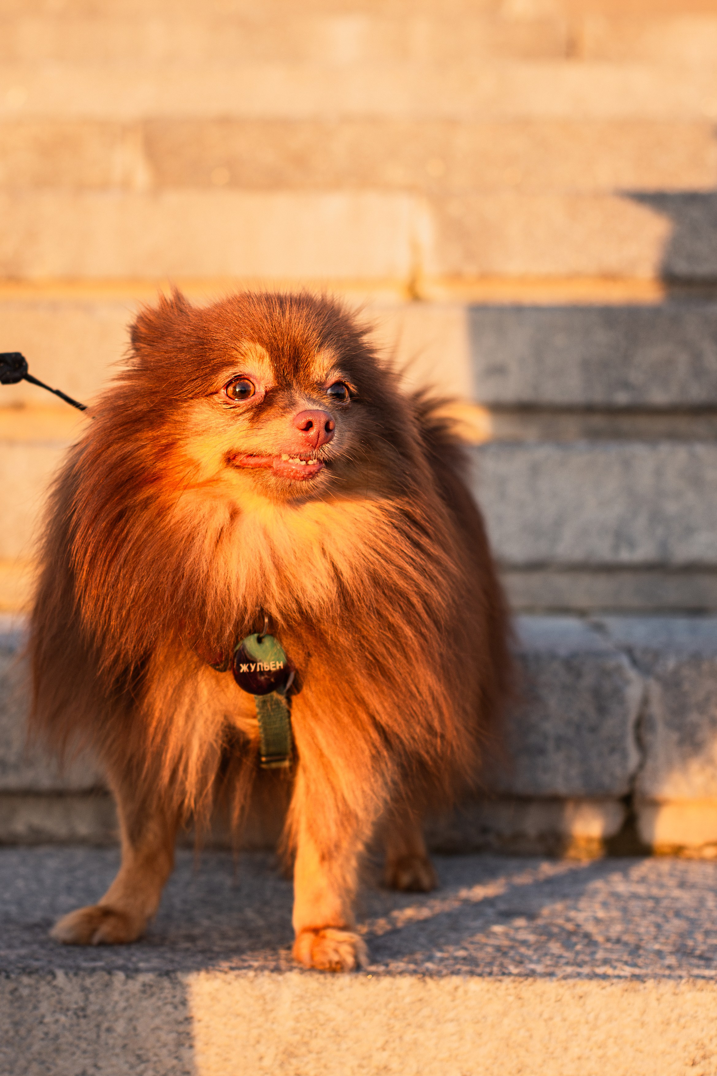 Настя и Жульен. Фотограф-анималист Мария Баркевич | Москва