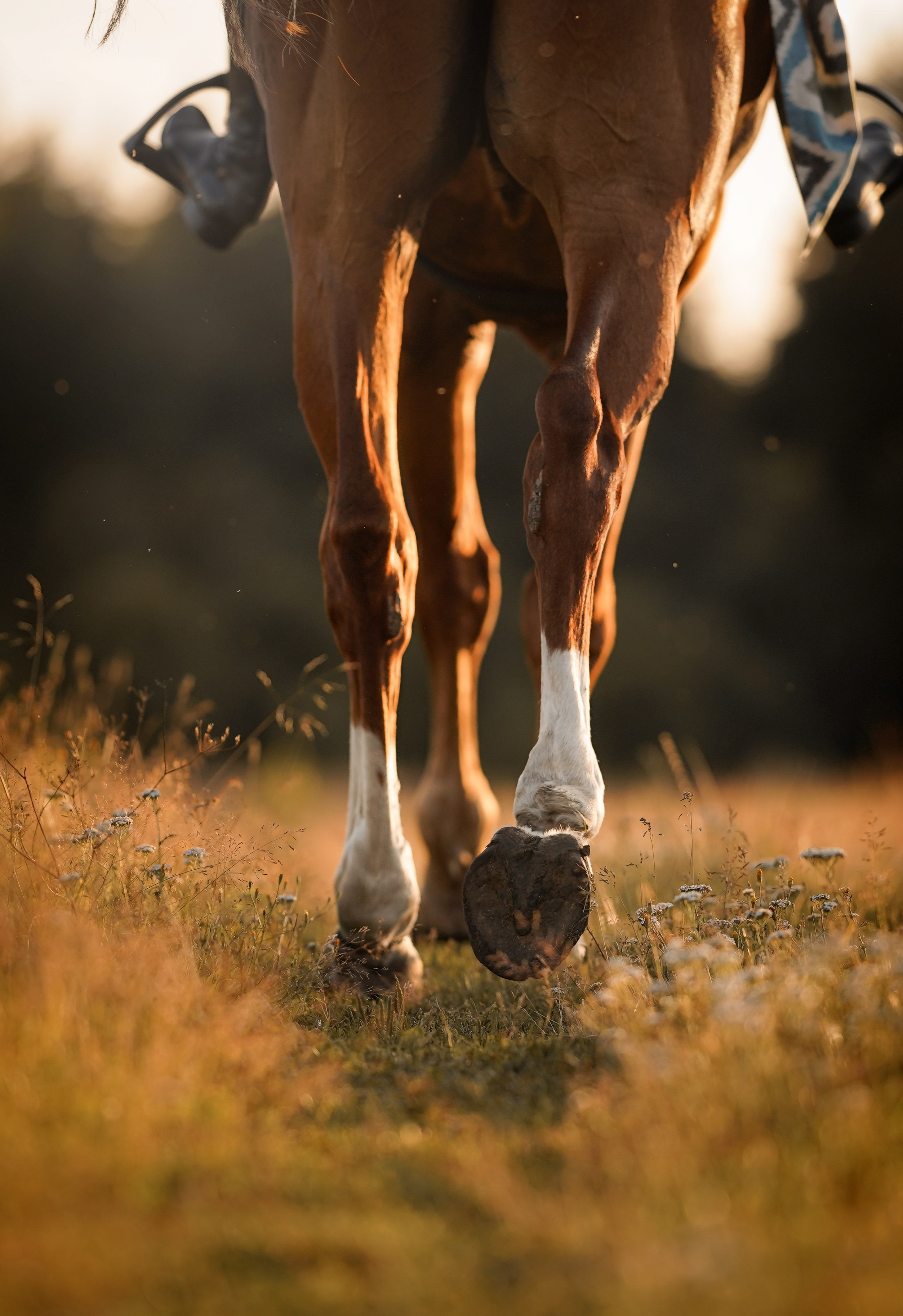 Лера Джон и Диамант. Фотограф-анималист в Санкт-Петербурге Яна Мартынова