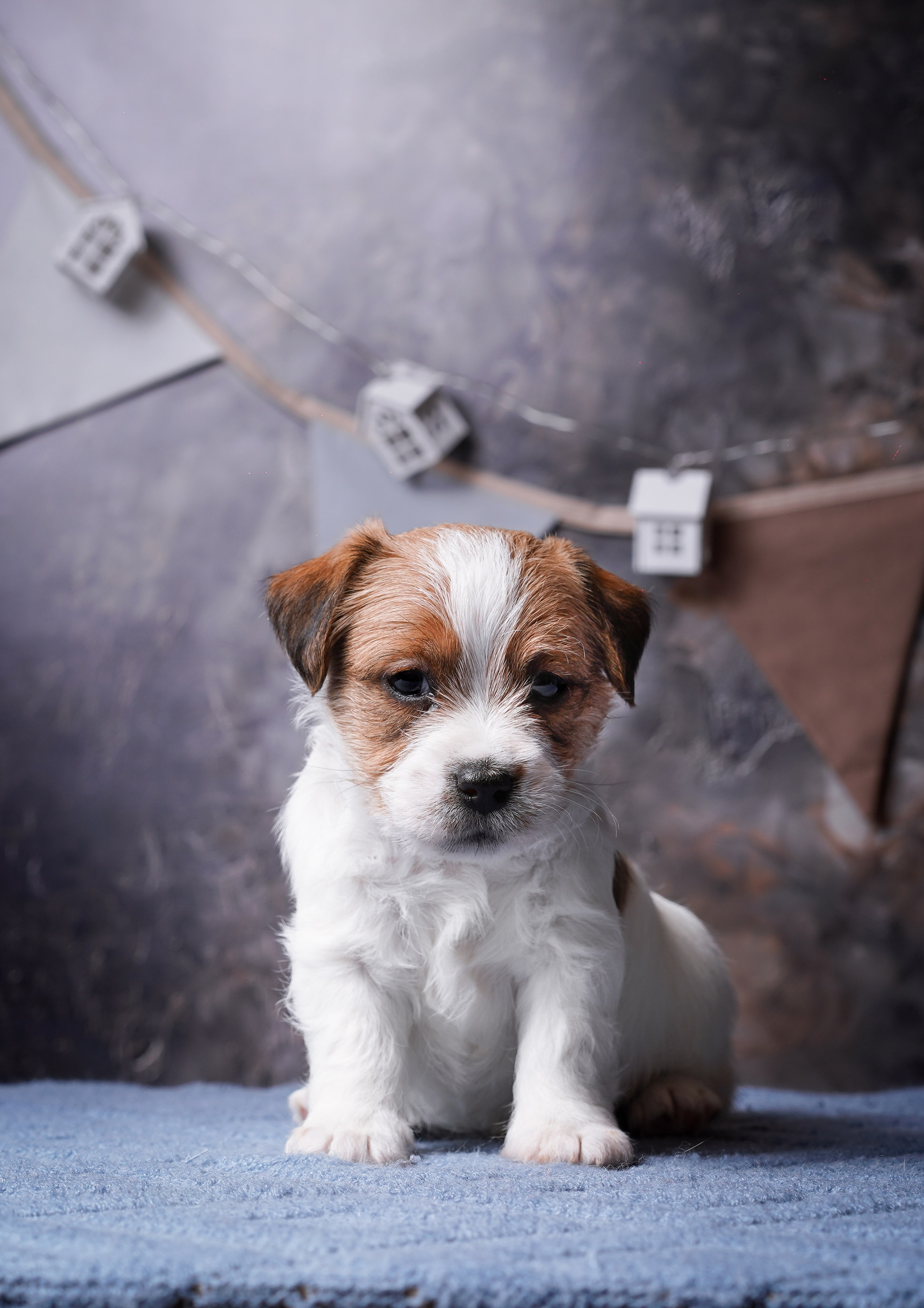 Щенули джек-рассела. Фотограф-анималист в Санкт-Петербурге Яна Мартынова