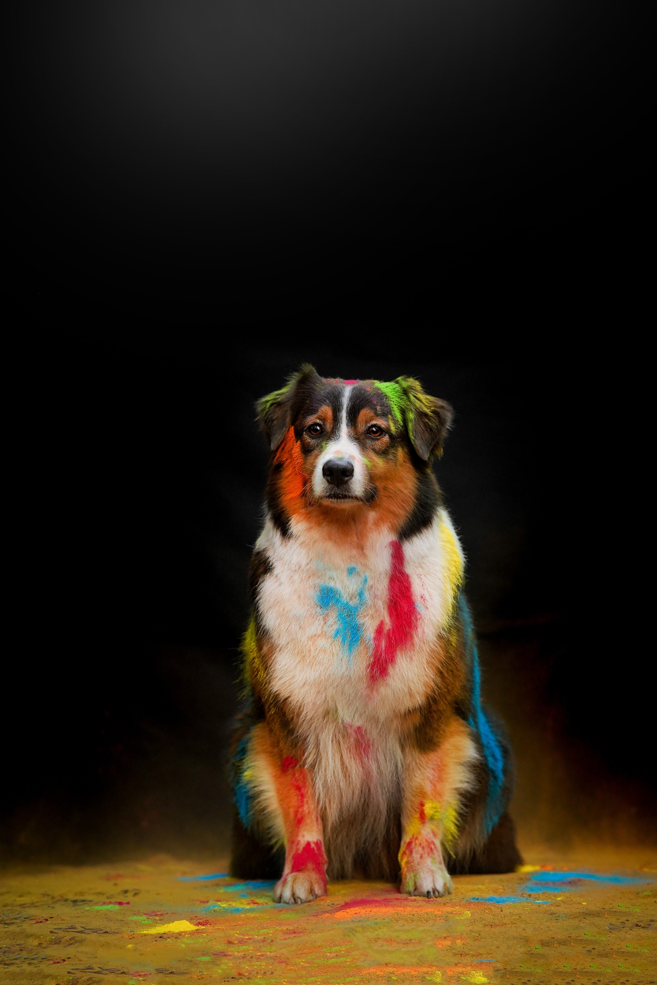 Съемка с красками холли. Фотограф-анималист в Санкт-Петербурге Яна Мартынова