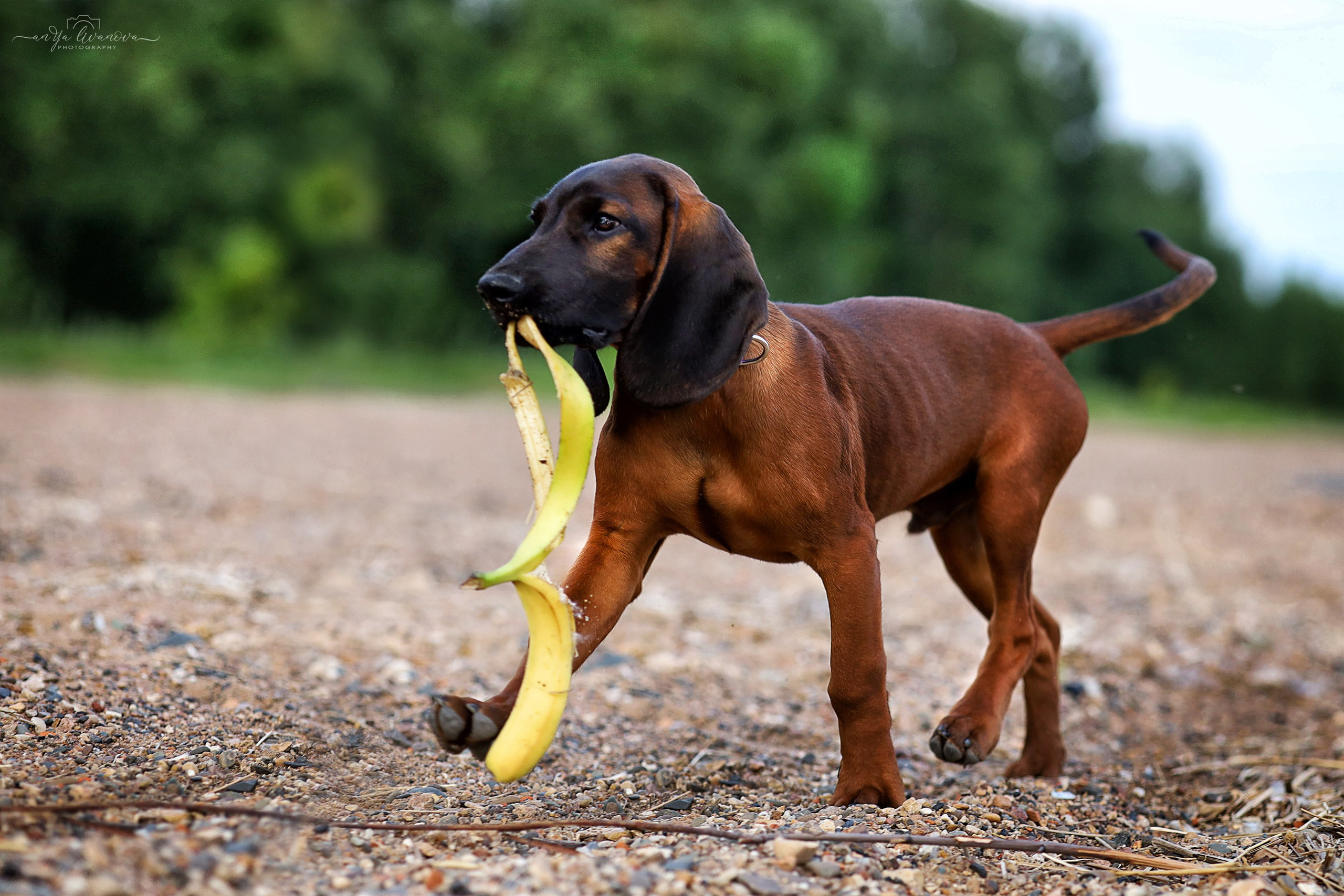 Баварчик. Фотограф анималист Аня Ливанова | Рыбинск