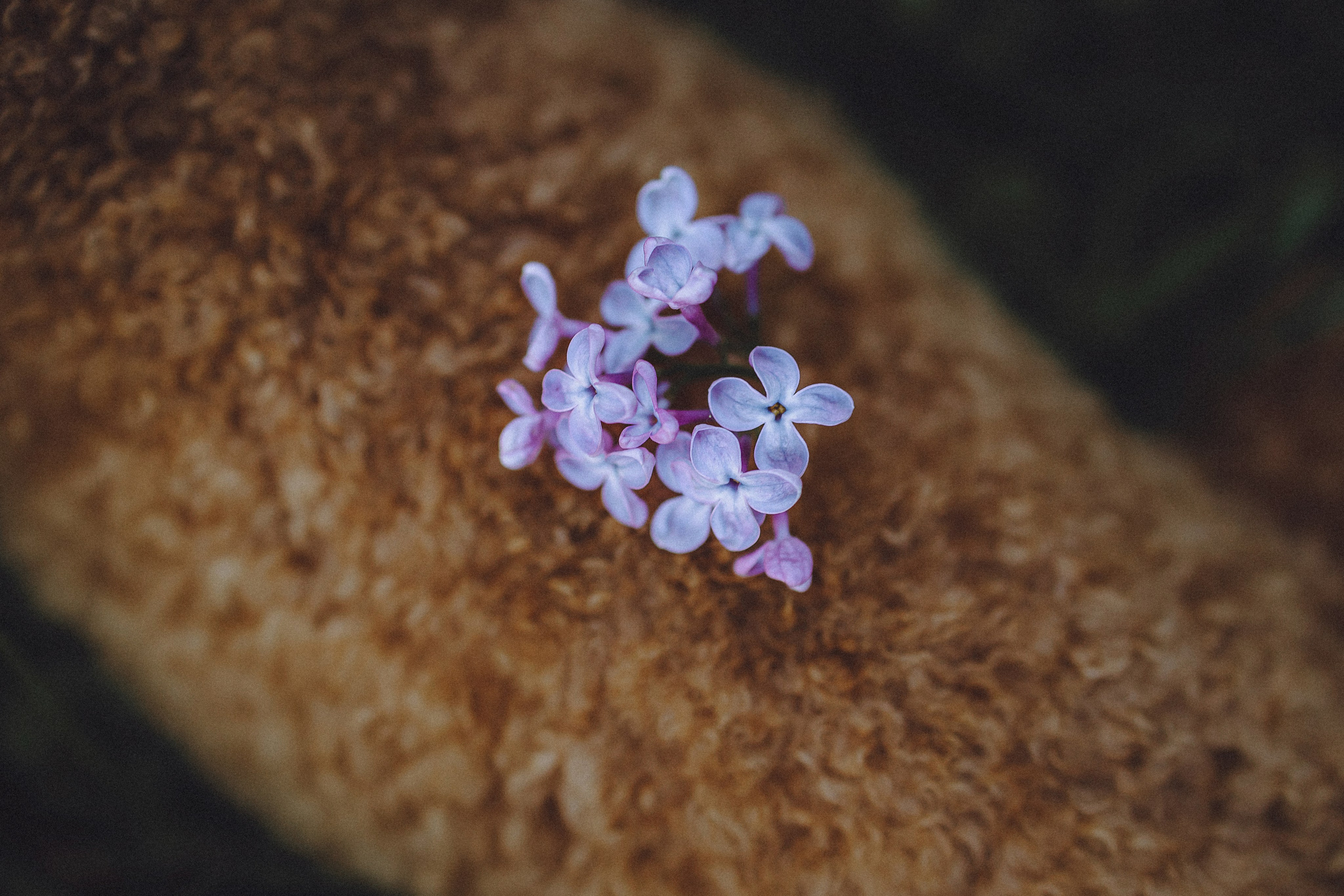 Марья и Буба