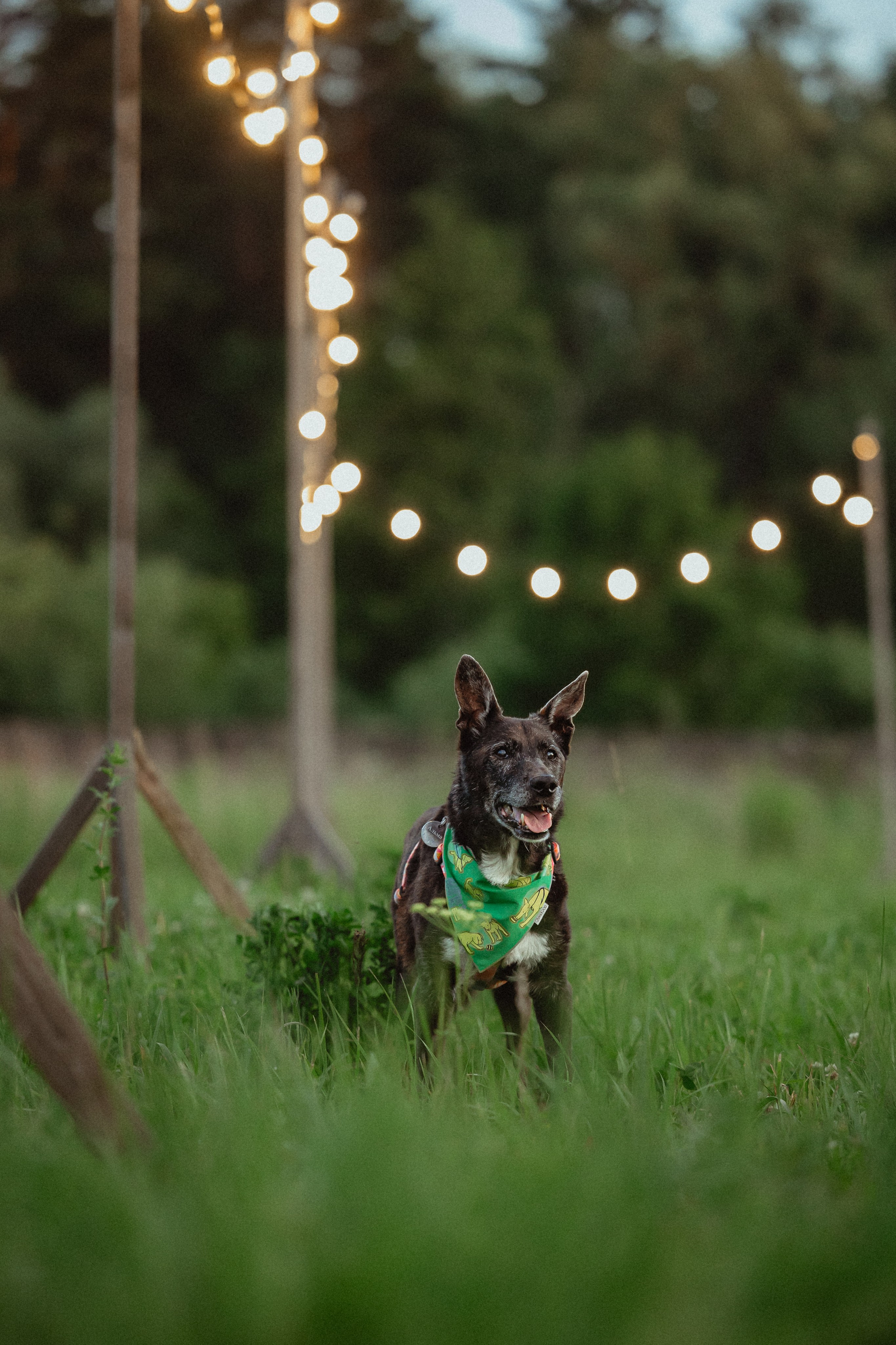 Выездной дог-тренинг от школы «Шерсть имею»