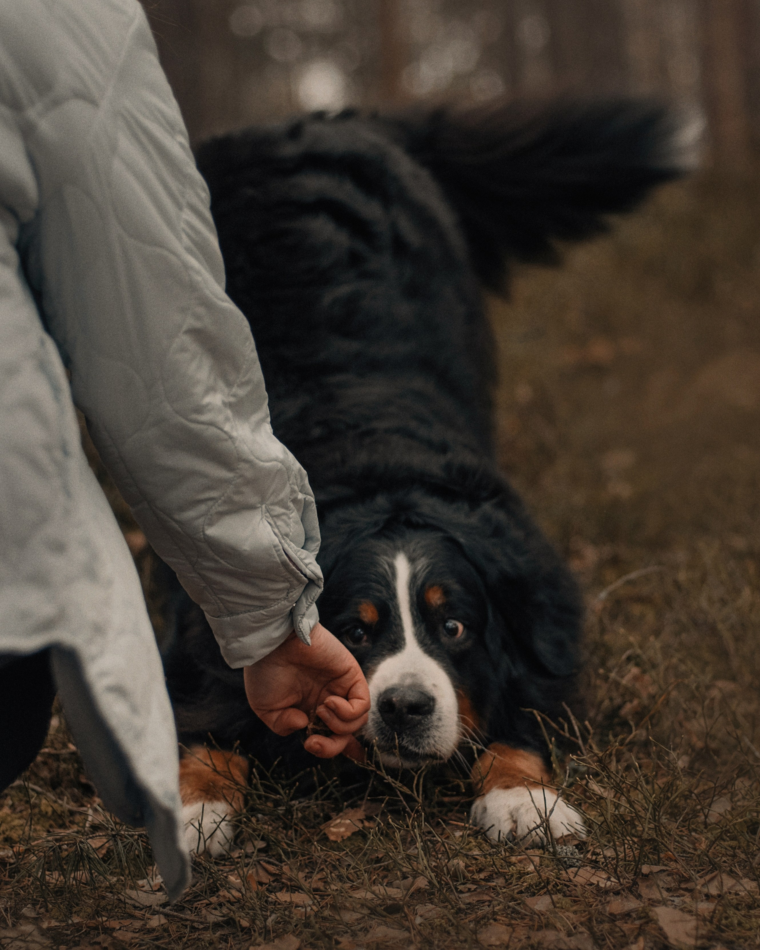 Прогулка: берн Пума, Фрэнк и Юля в Питере. Портфолио