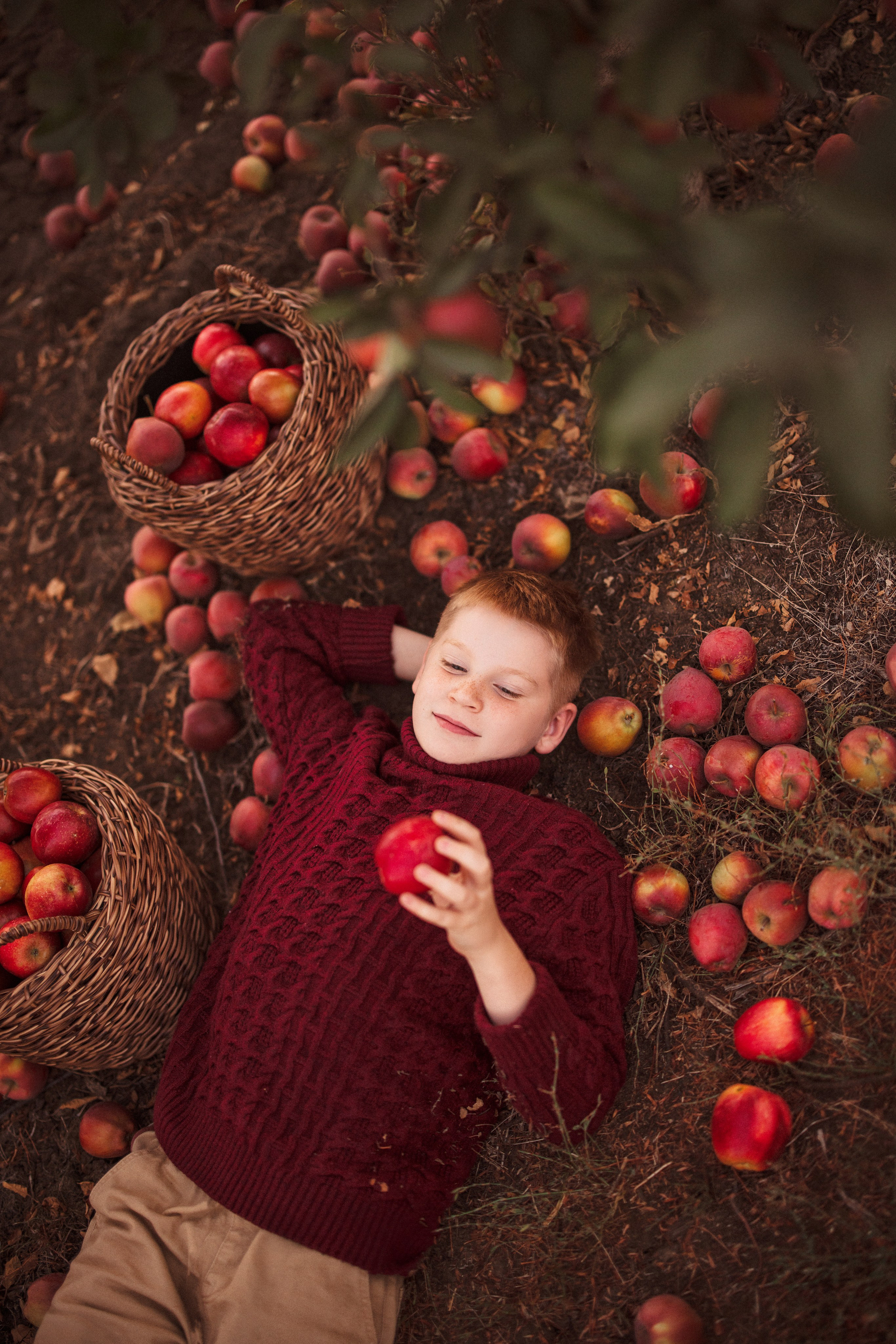 Сбор урожая Яблок. Семейный и детский фотограф в Краснодаре Анна Трашкова