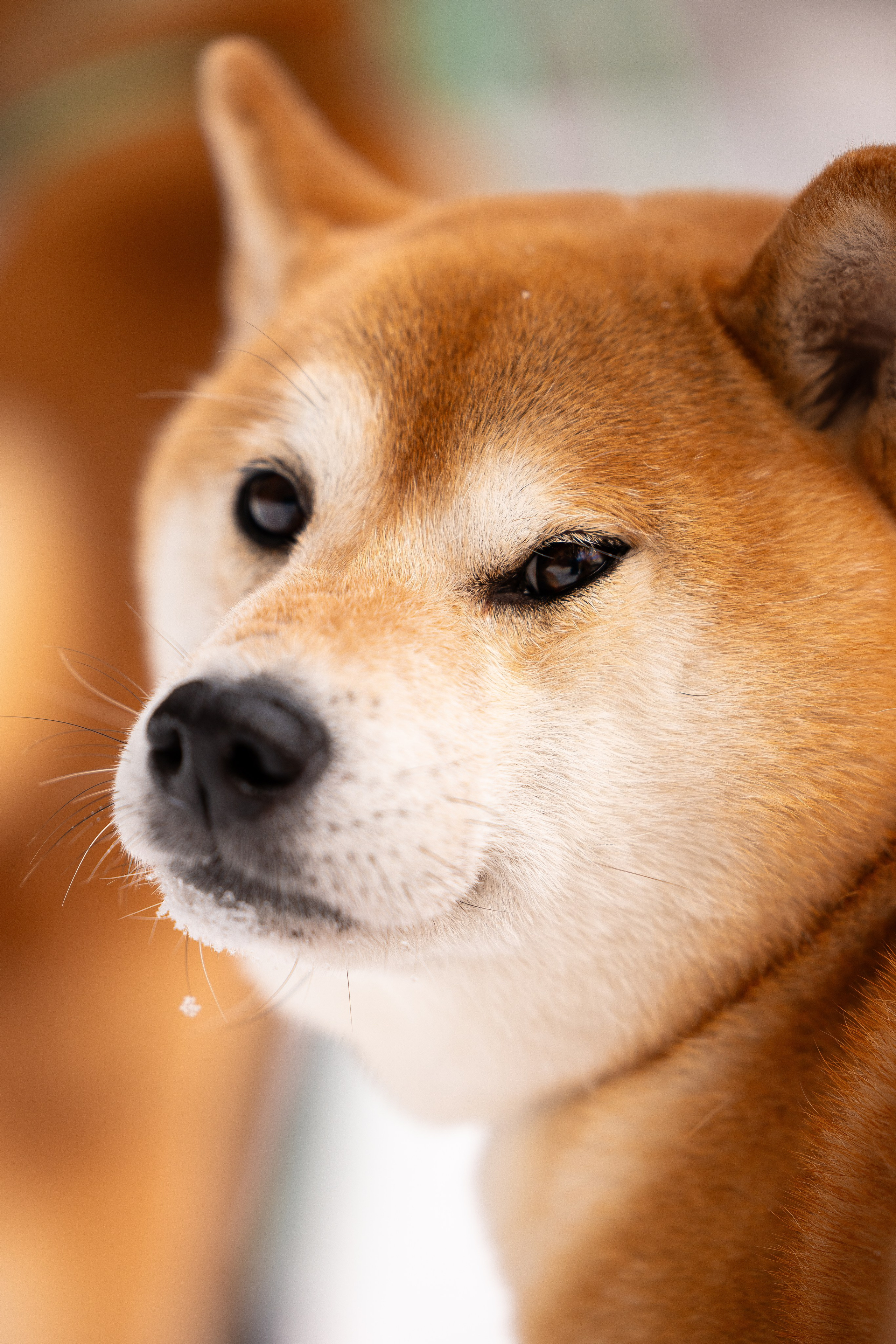 Юми, Серж и Тоши. Фотограф и видеограф анималист Аганина Дарья